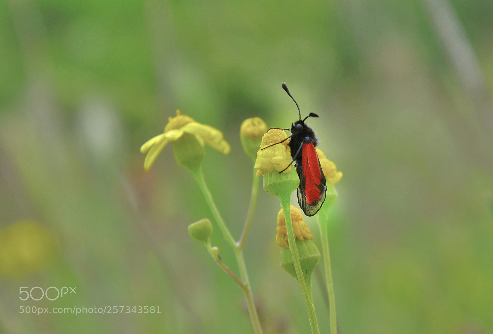Nikon D7000 sample photo. Cute photography