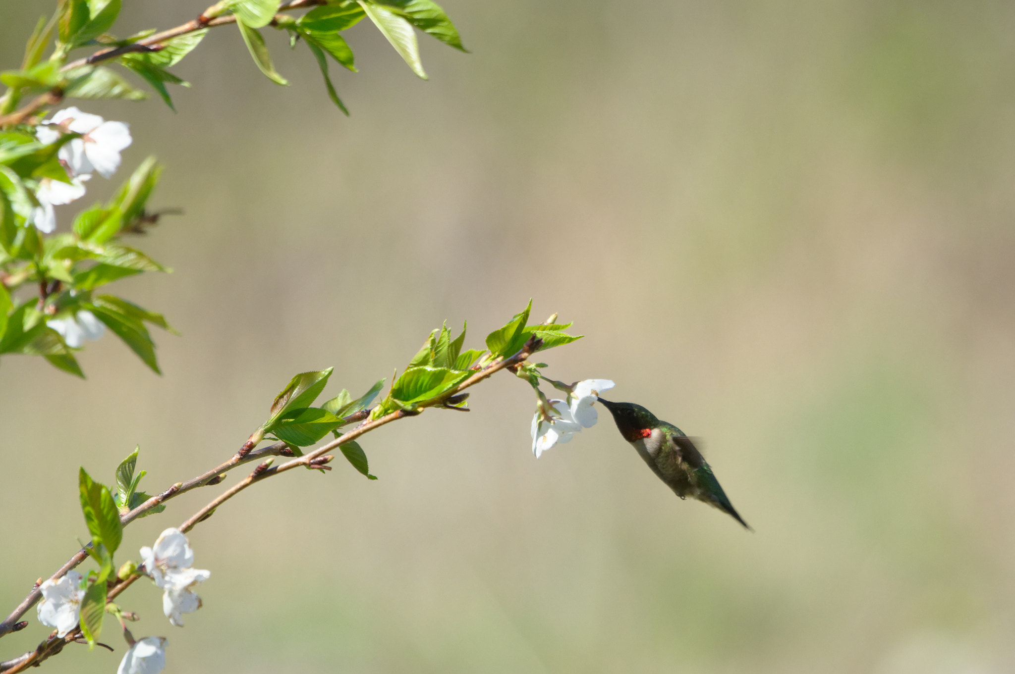 Pentax KP sample photo. Going in for the nectar photography