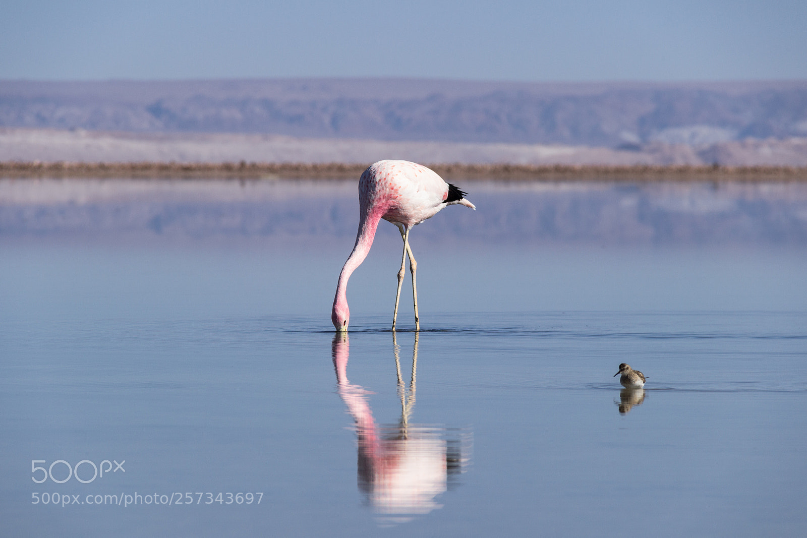Canon EOS 600D (Rebel EOS T3i / EOS Kiss X5) sample photo. Flamingo reflected in water photography