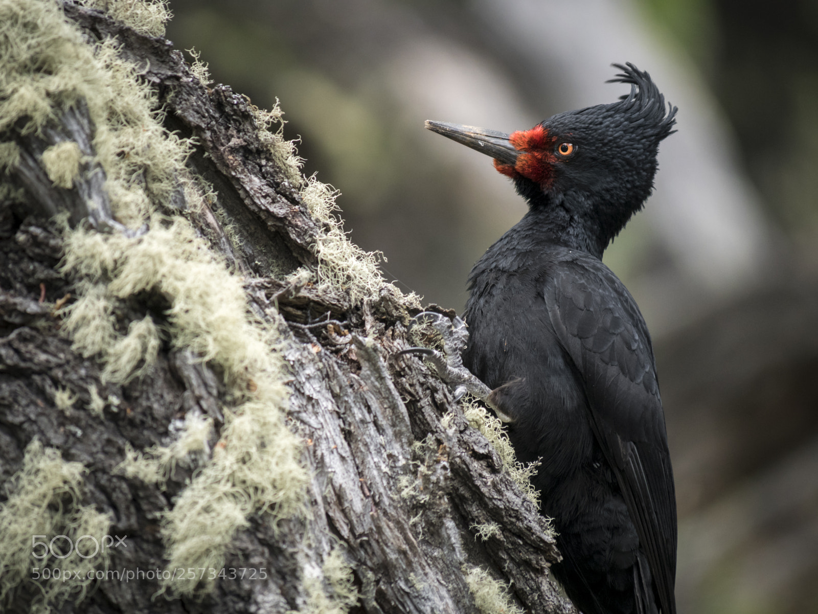 Panasonic Lumix DMC-GX85 (Lumix DMC-GX80 / Lumix DMC-GX7 Mark II) sample photo. Magellanic woodpecker photography