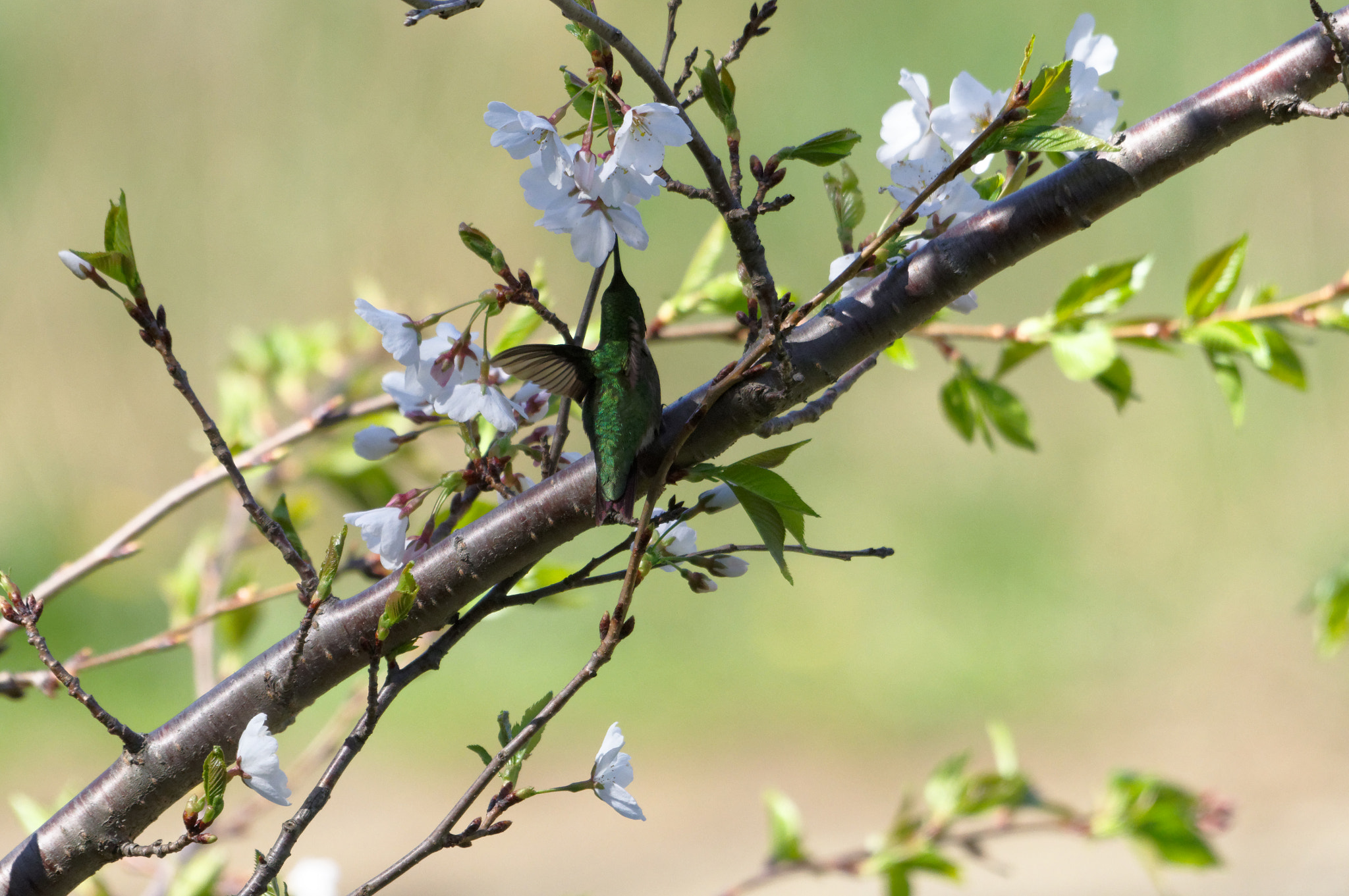 Pentax KP + Sigma 120-400mm F4.5-5.6 DG OS HSM sample photo. Get up there photography