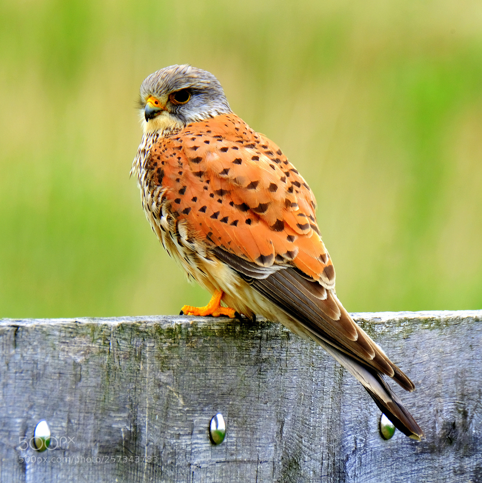 Fujifilm X-T2 sample photo. Kestrel photography