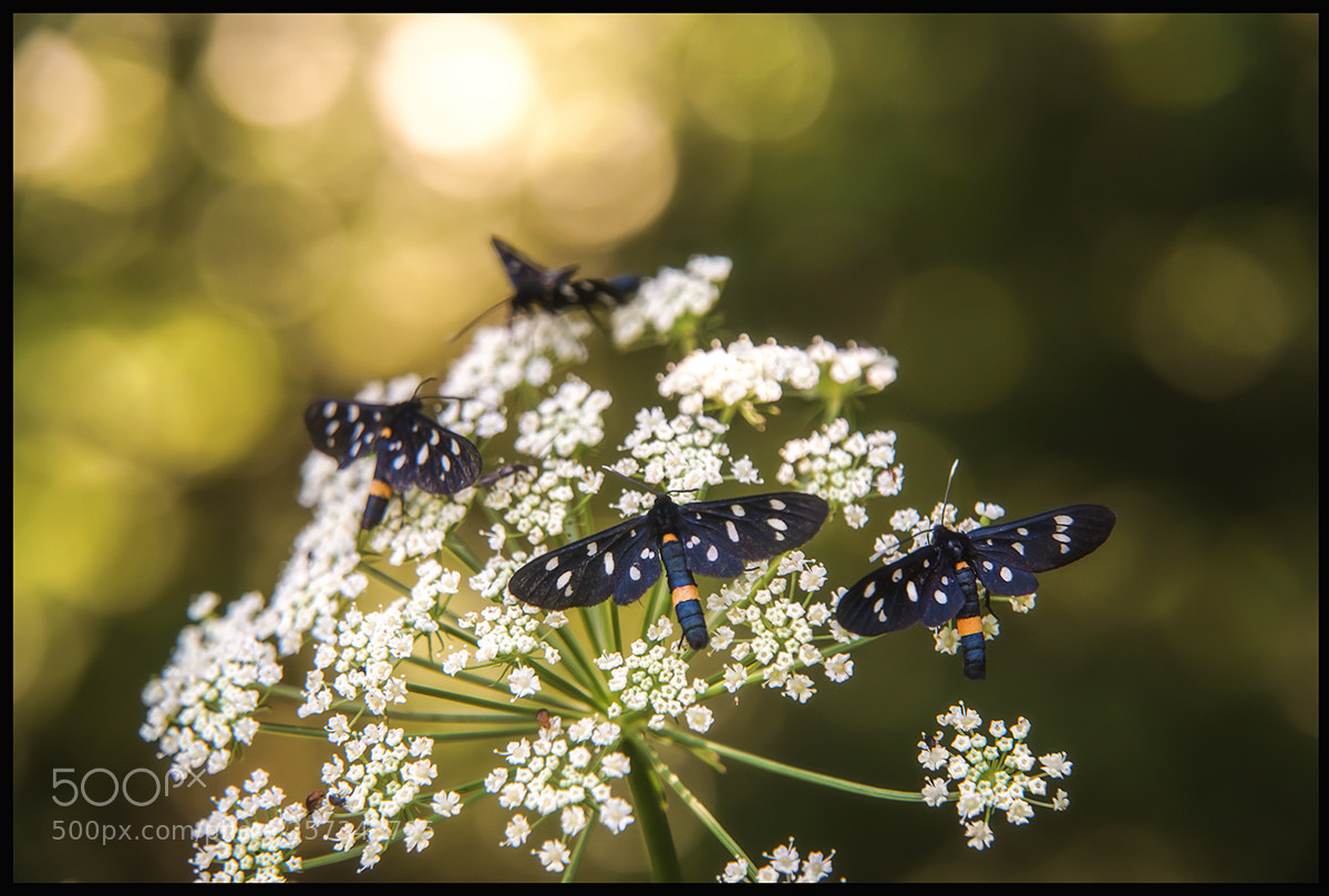 Sony a6000 sample photo. Banquet photography