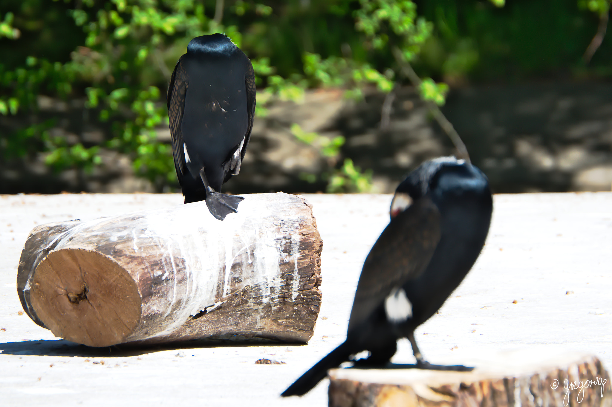 Nikon D5100 sample photo. Cormorant (phalacrocorax) photography