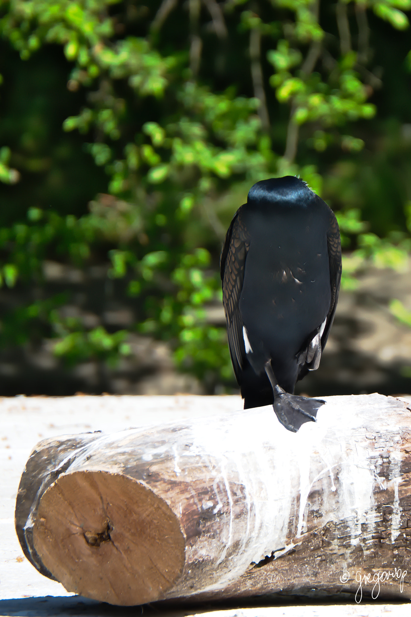 Nikon D5100 sample photo. Cormorant (phalacrocorax) photography