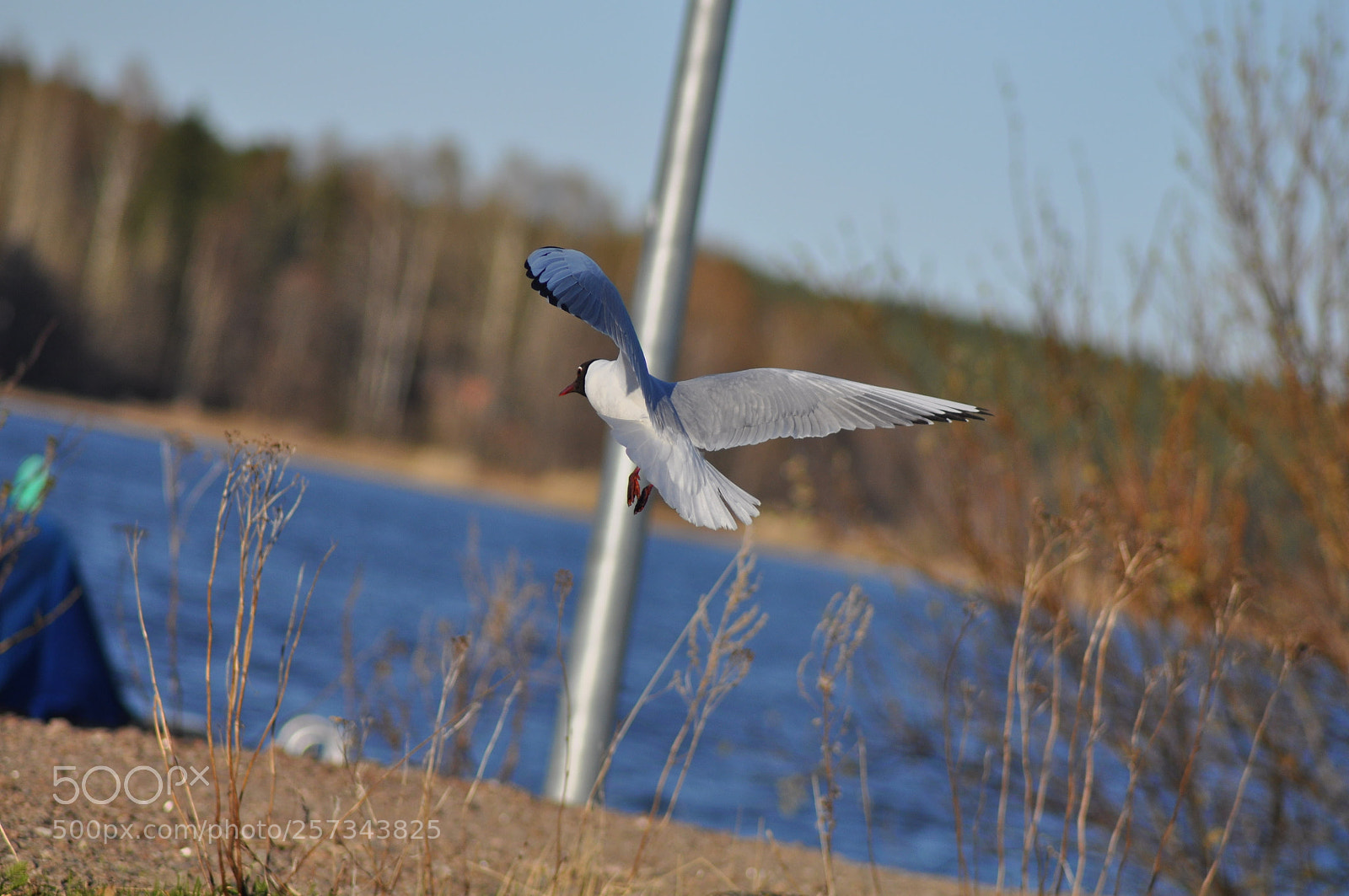 Nikon D5000 sample photo. Untitled photography