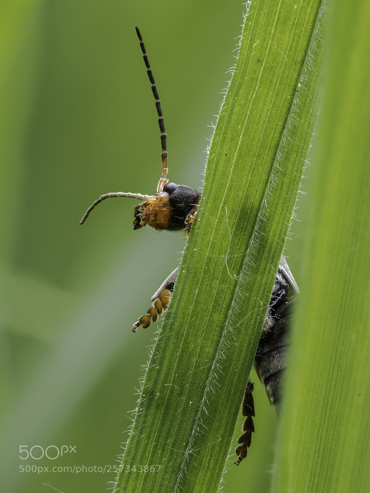Olympus OM-D E-M1 Mark II sample photo. Rhagonycha fulva photography