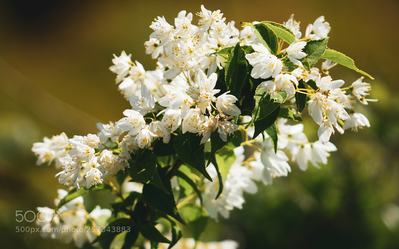 Sony a7 II sample photo. Mountain flowers photography