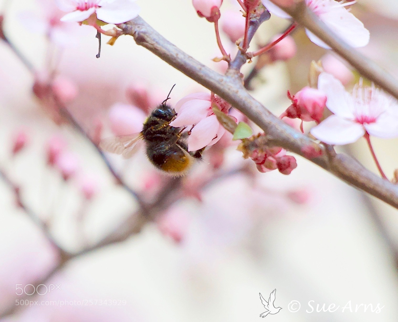 Canon EOS-1D X Mark II sample photo. Bumblebee in springtime photography