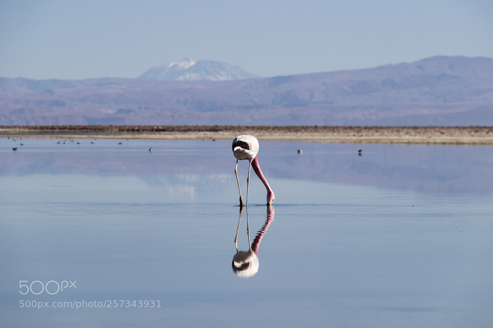 Canon EOS 600D (Rebel EOS T3i / EOS Kiss X5) sample photo. Flamingo reflected in water photography