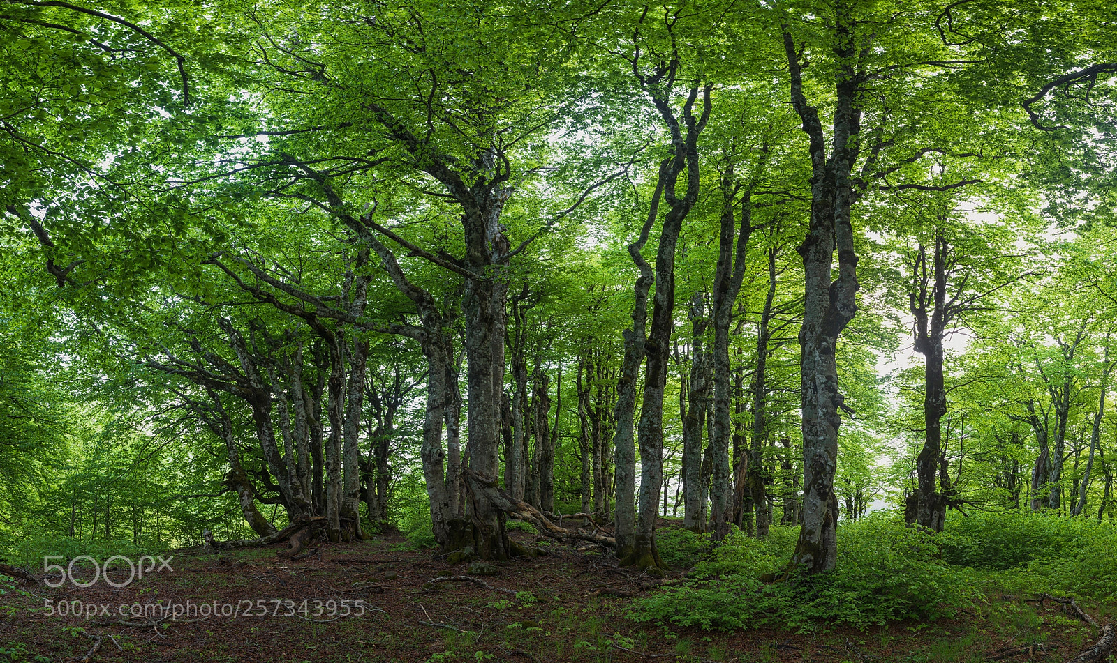 Canon EOS 5D Mark IV sample photo. Beech trees photography
