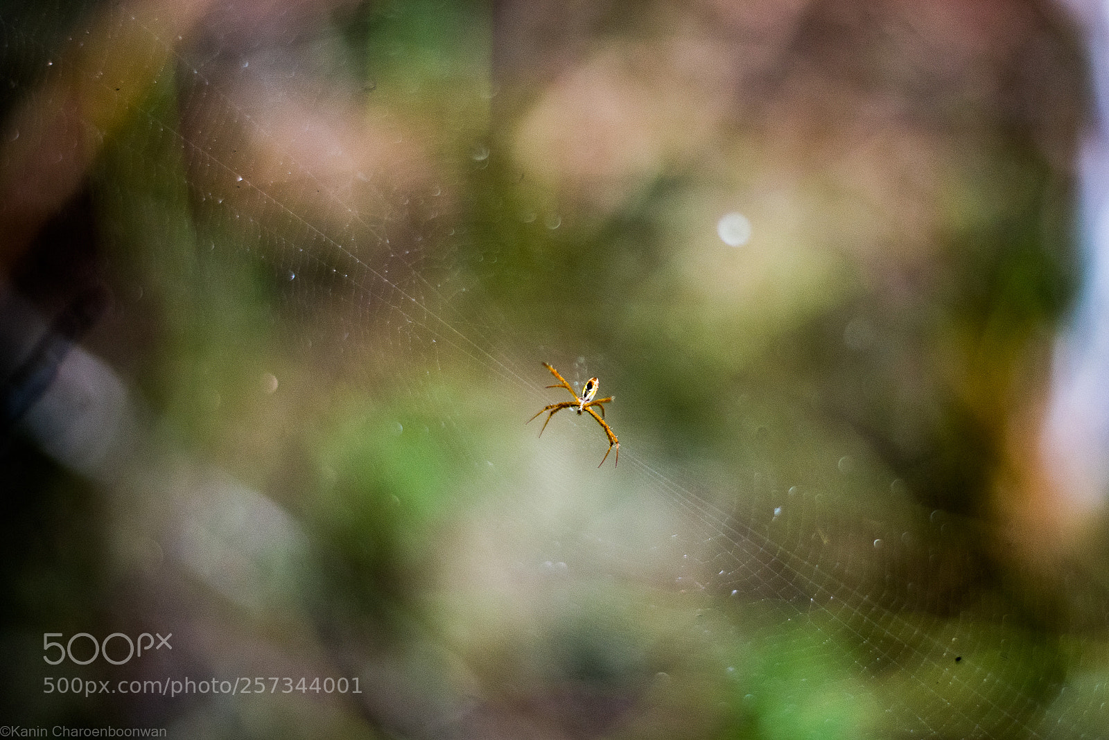 Nikon D750 sample photo. Spider photography