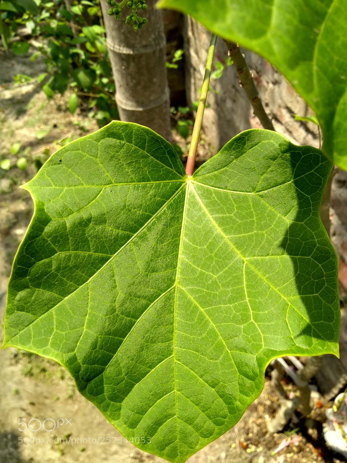 Motorola Moto G (5S) Plus sample photo. Untitled photography
