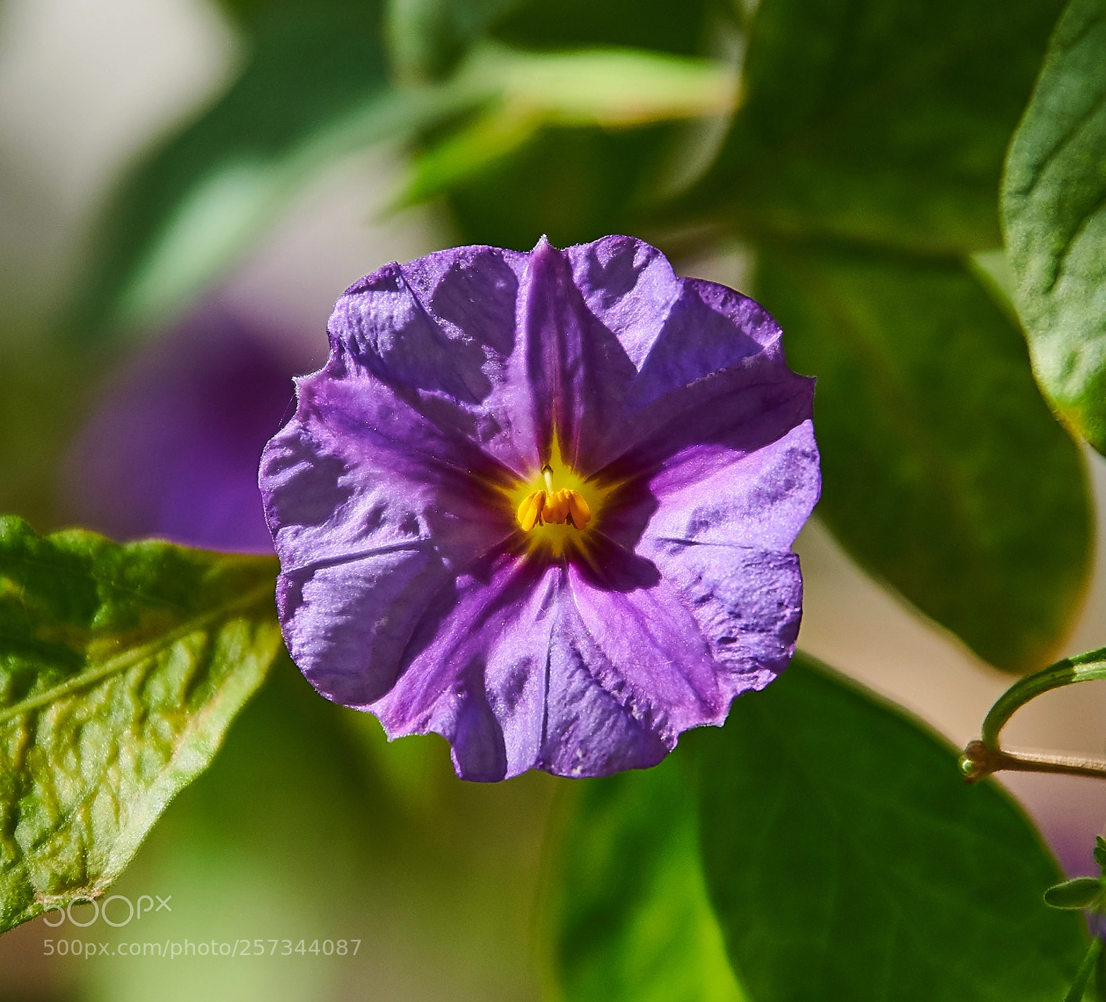 Nikon D850 sample photo. The middle finger photography