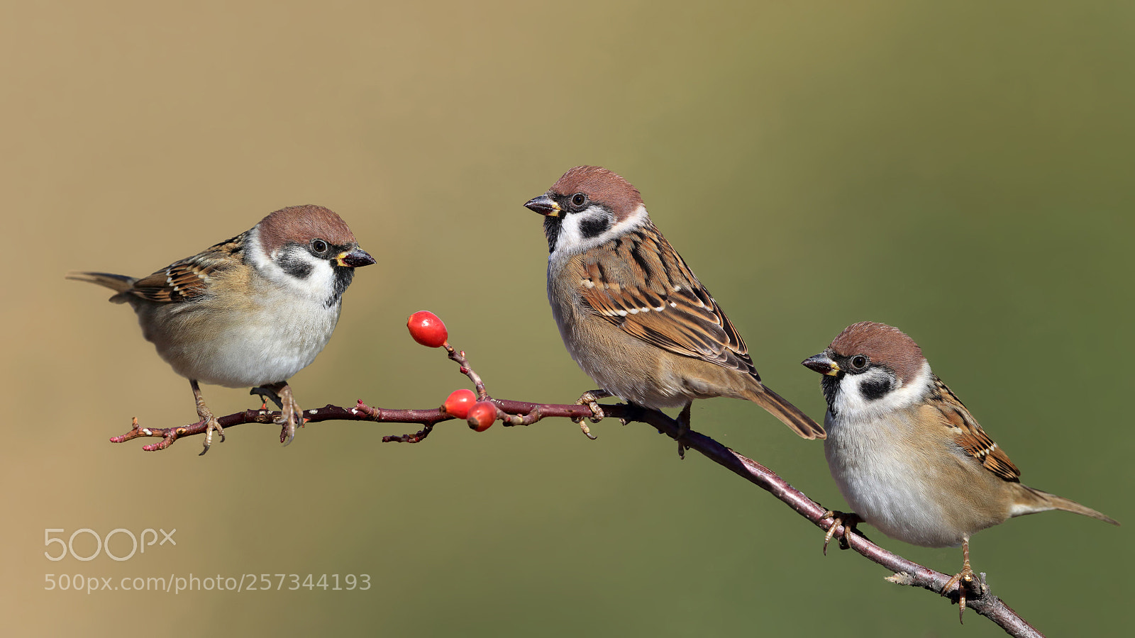 Canon EOS 7D Mark II sample photo. Tree sparrow photography