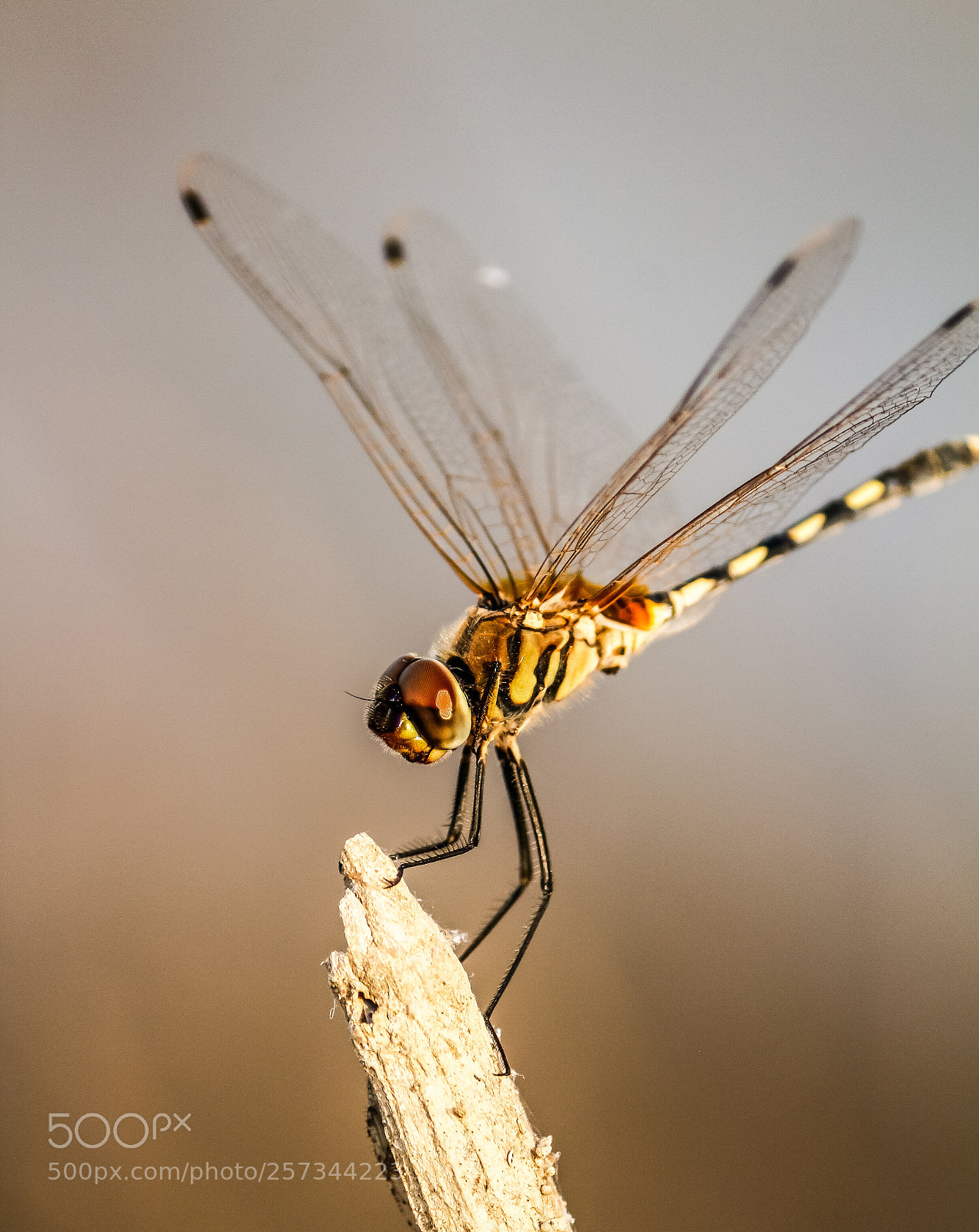 Canon EOS 700D (EOS Rebel T5i / EOS Kiss X7i) sample photo. Dragonfly photography