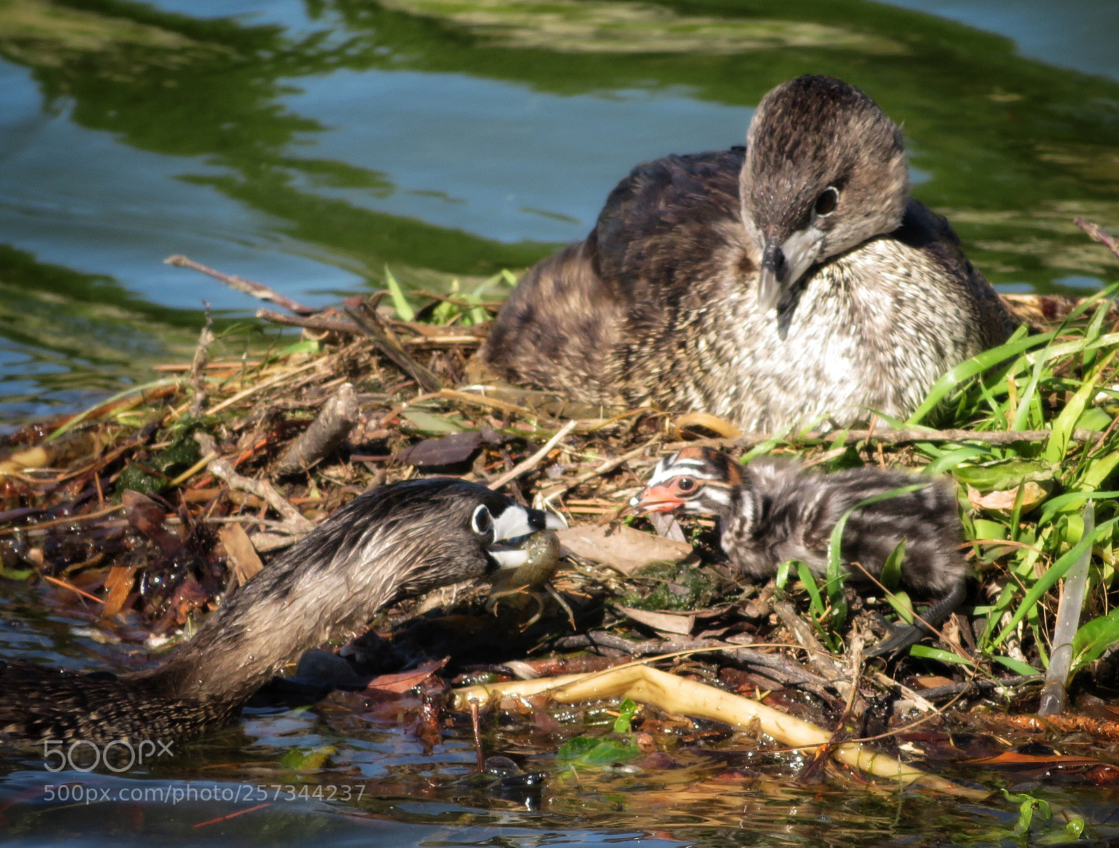 Canon PowerShot SX720 HS sample photo. Feeding time photography