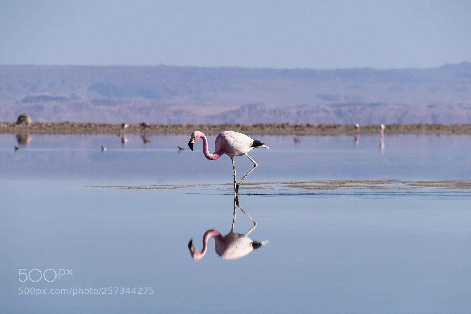 Canon EOS 600D (Rebel EOS T3i / EOS Kiss X5) sample photo. Flamingo reflected in water photography