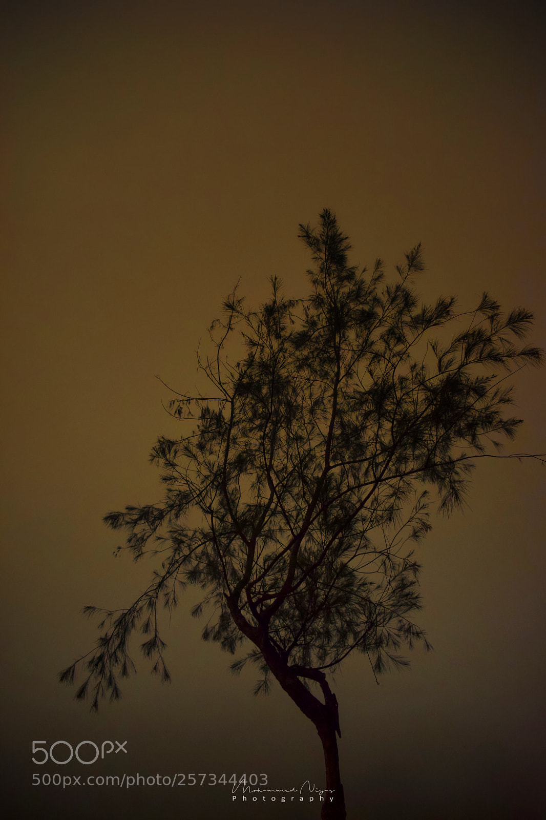Nikon D5300 sample photo. Sun set time pic  photography