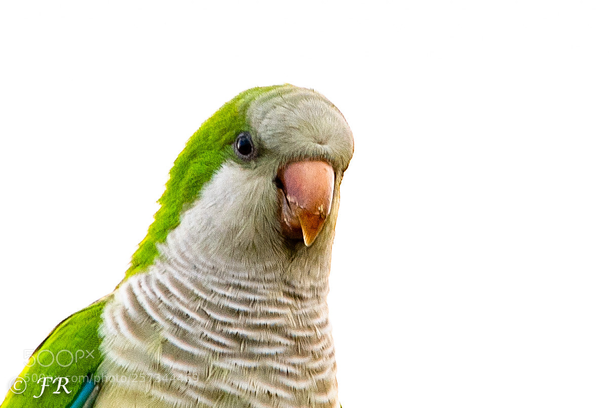 Nikon D850 sample photo. Cotorra photography
