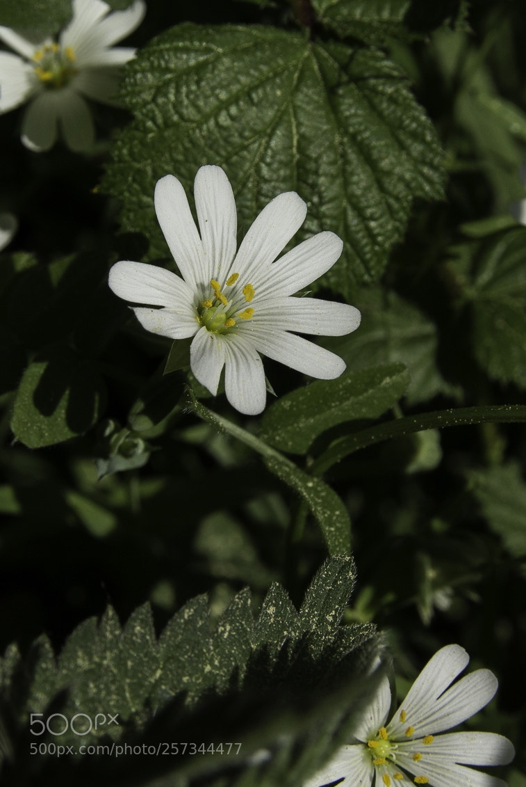 Canon EOS 1200D (EOS Rebel T5 / EOS Kiss X70 / EOS Hi) sample photo. Cerastium arvense photography
