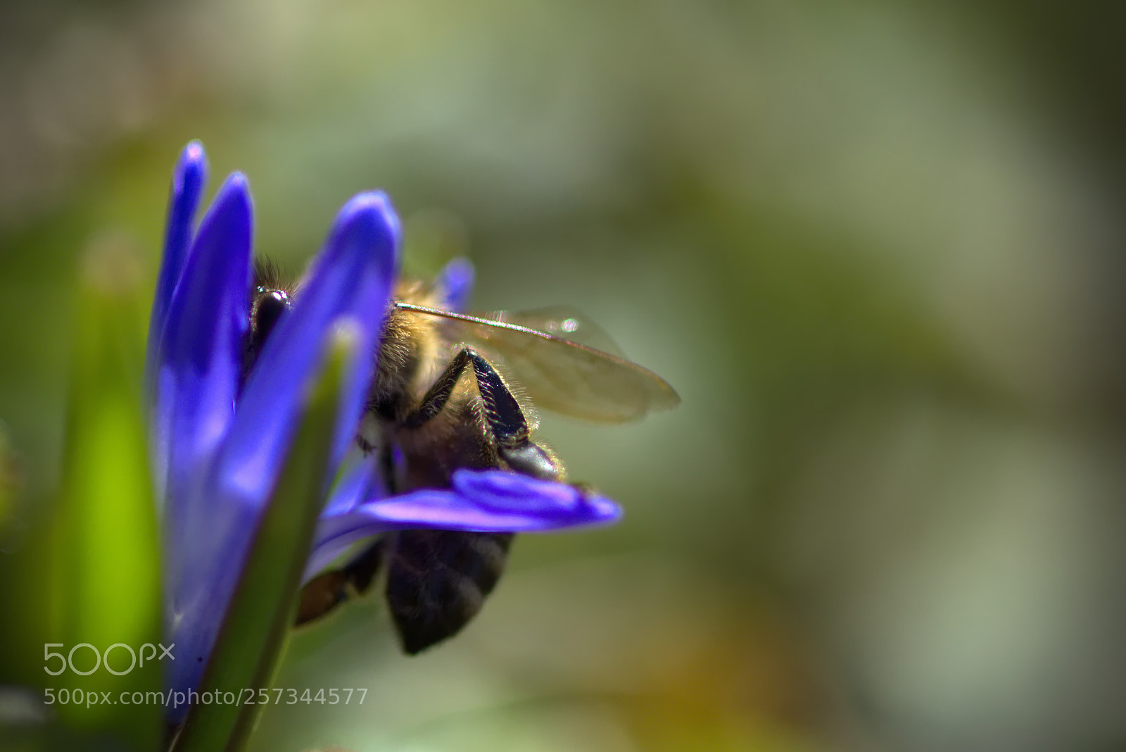Nikon D7200 sample photo. Biene photography