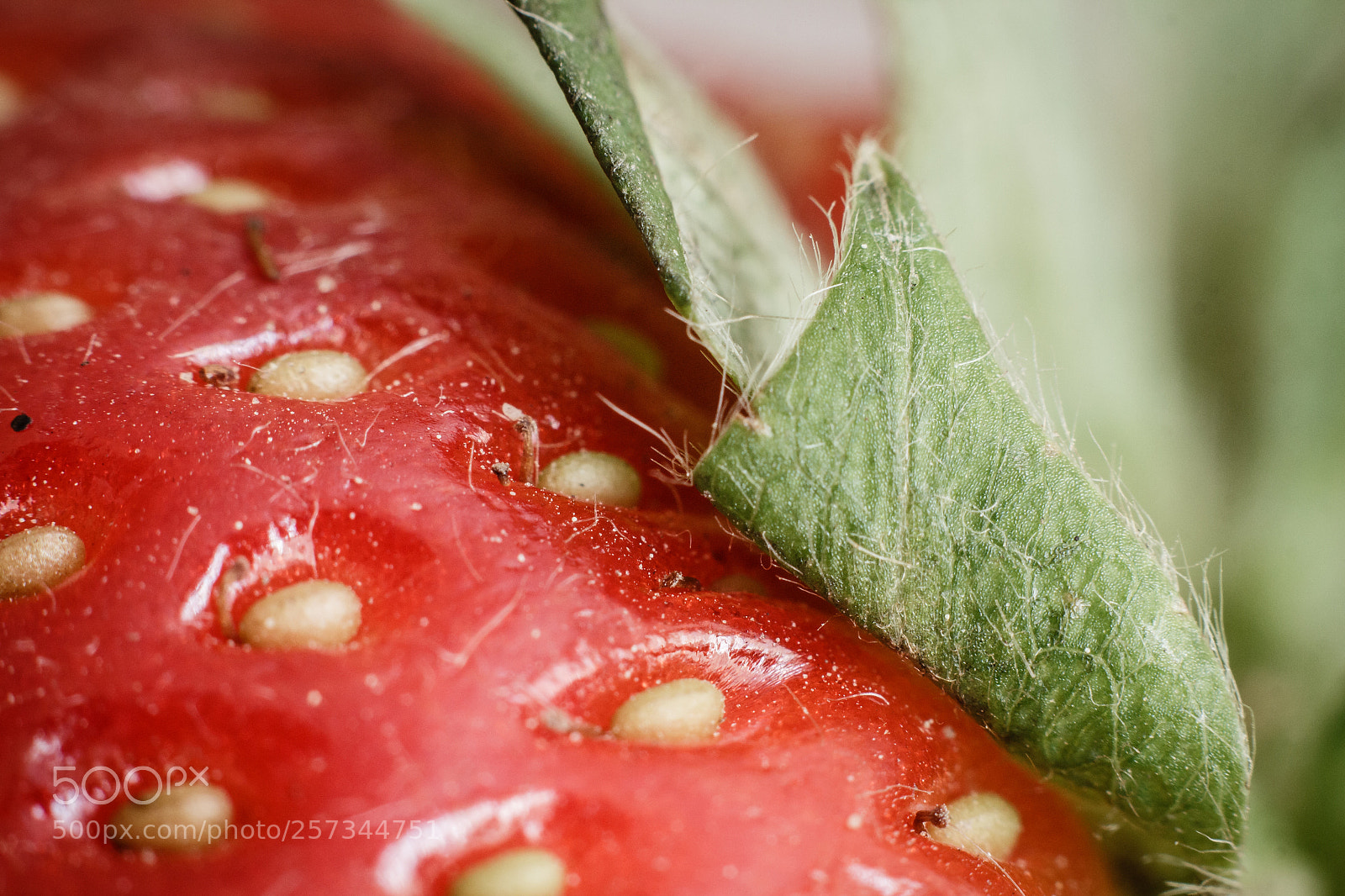 Canon EOS 650D (EOS Rebel T4i / EOS Kiss X6i) sample photo. Strawberry macro (130/365) photography