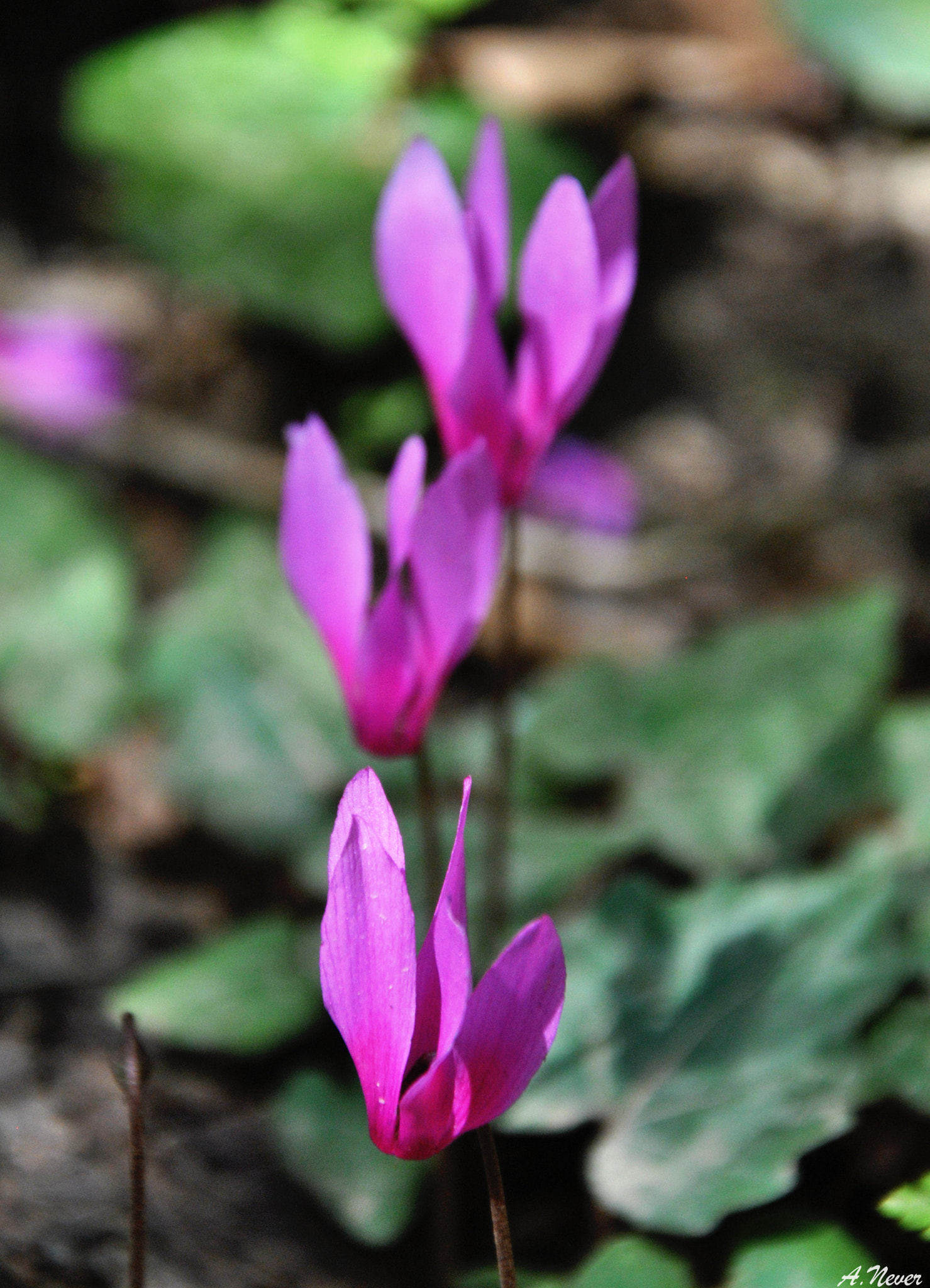 Nikon D3000 sample photo. Cyclamen photography