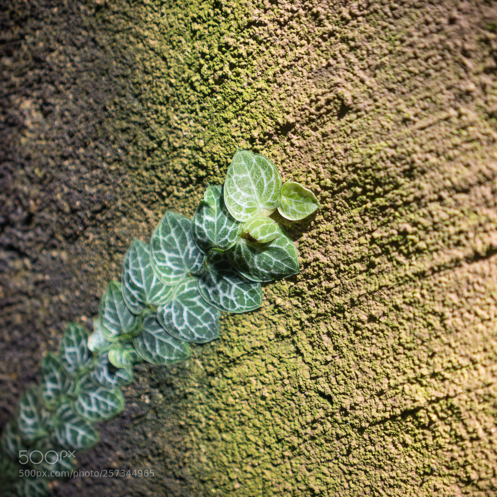 Sony a7 III sample photo. Leaf 2 photography