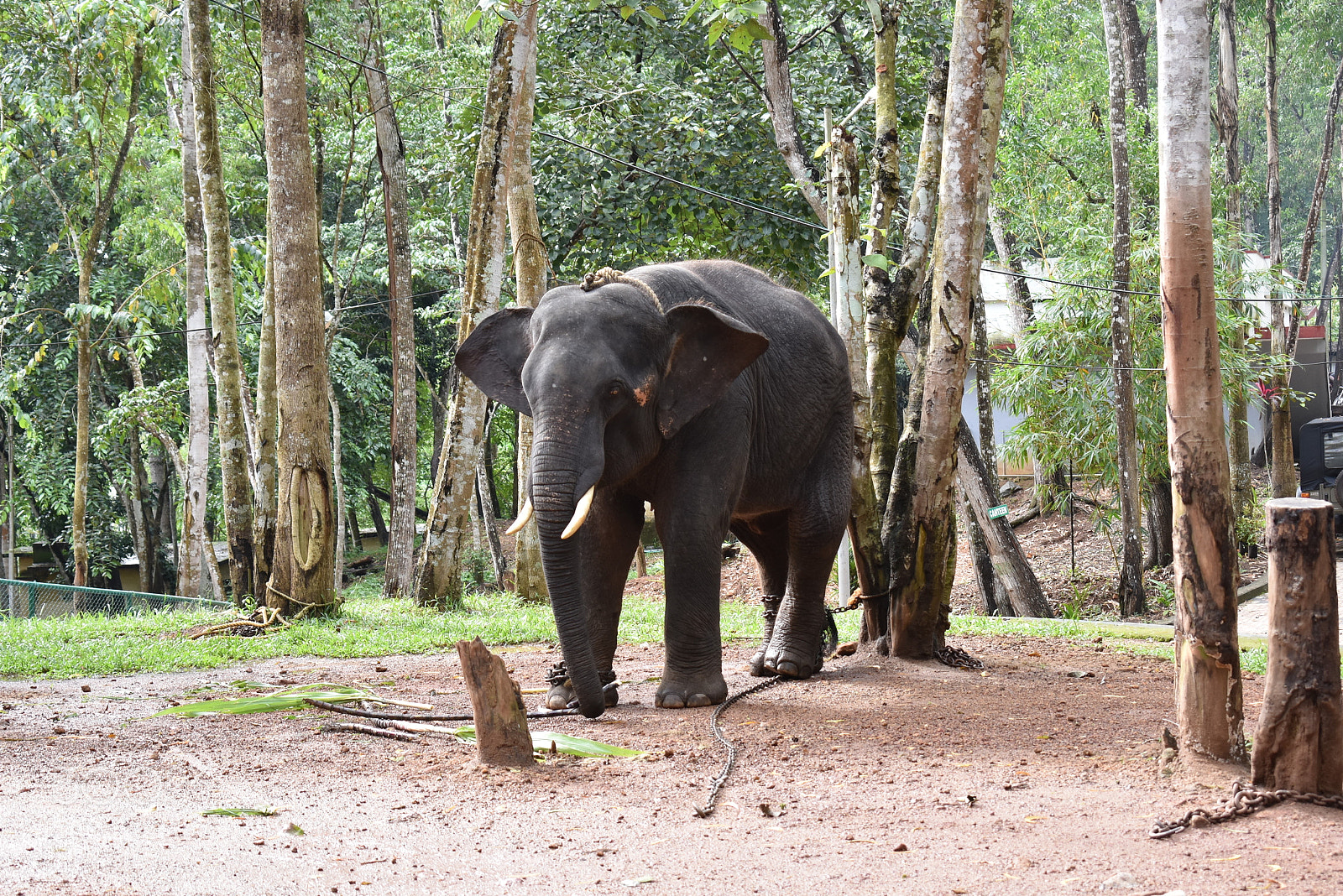 Nikon D3400 sample photo. Elephant in rehabilitation camp photography