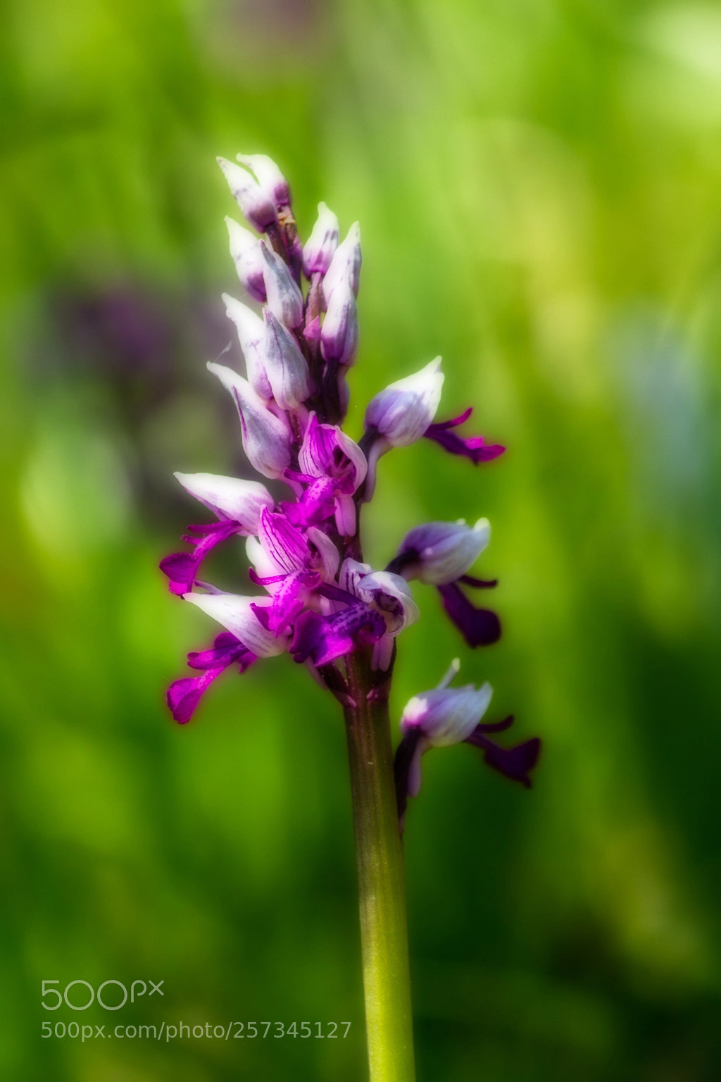 Canon EOS 60D sample photo. Orchis militaris photography