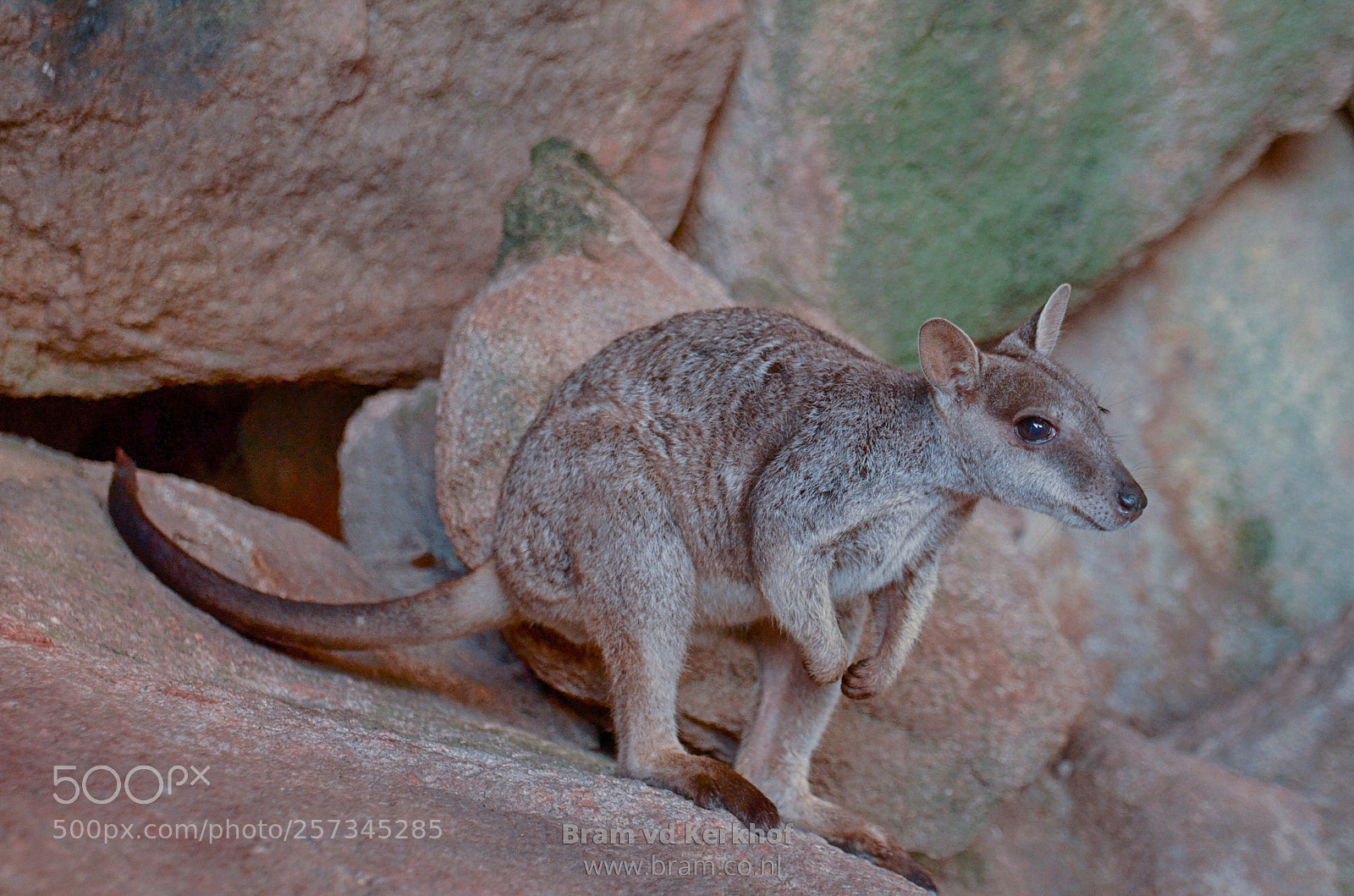 Nikon D7000 sample photo. Rock wallaby photography