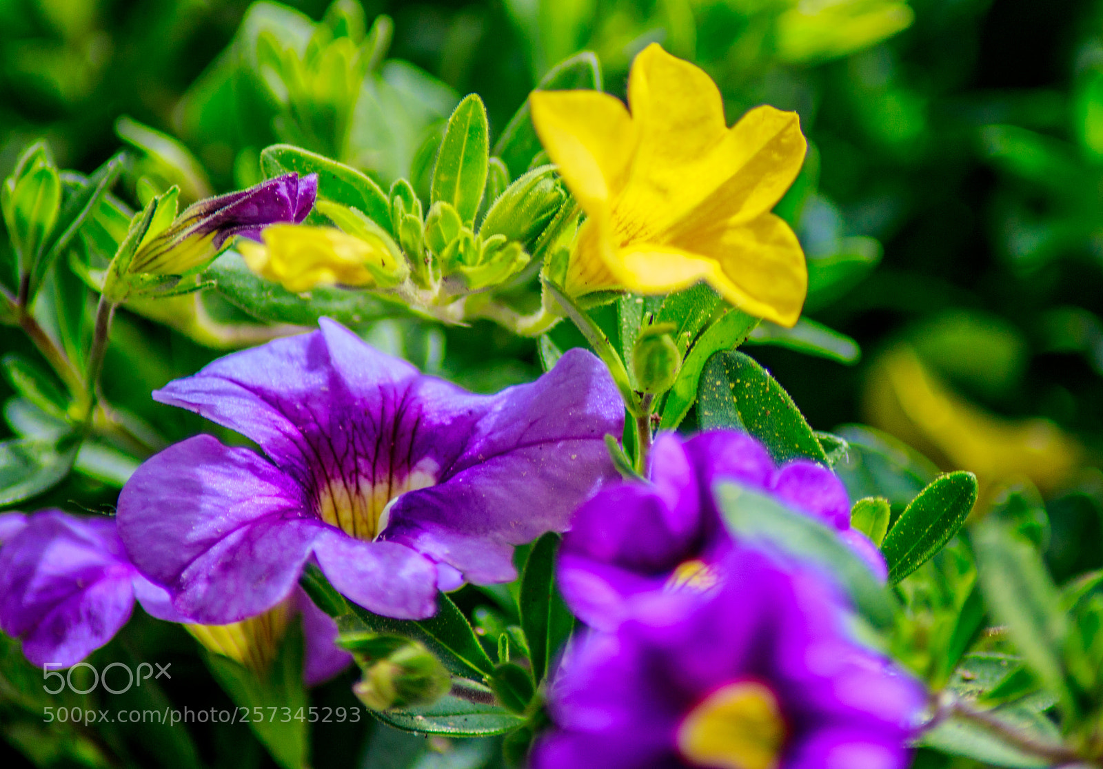 Canon EOS 6D Mark II sample photo. Flower power photography