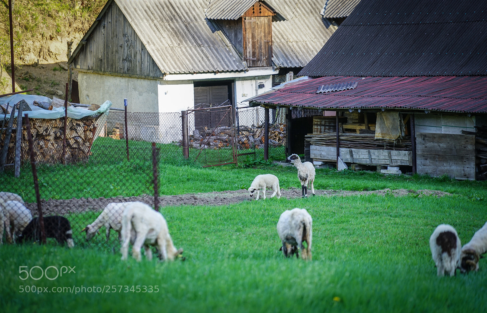Sony a7 sample photo. Rural life in romania photography