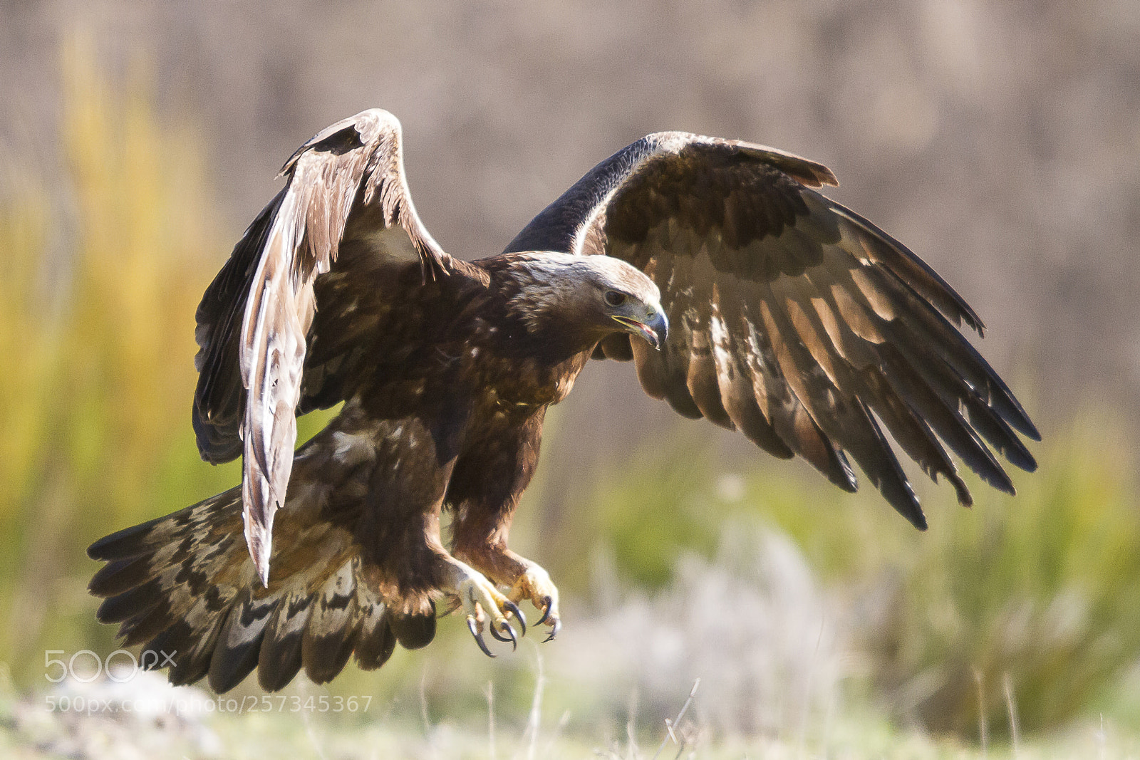Canon EOS 7D sample photo. Aguila real-2 photography