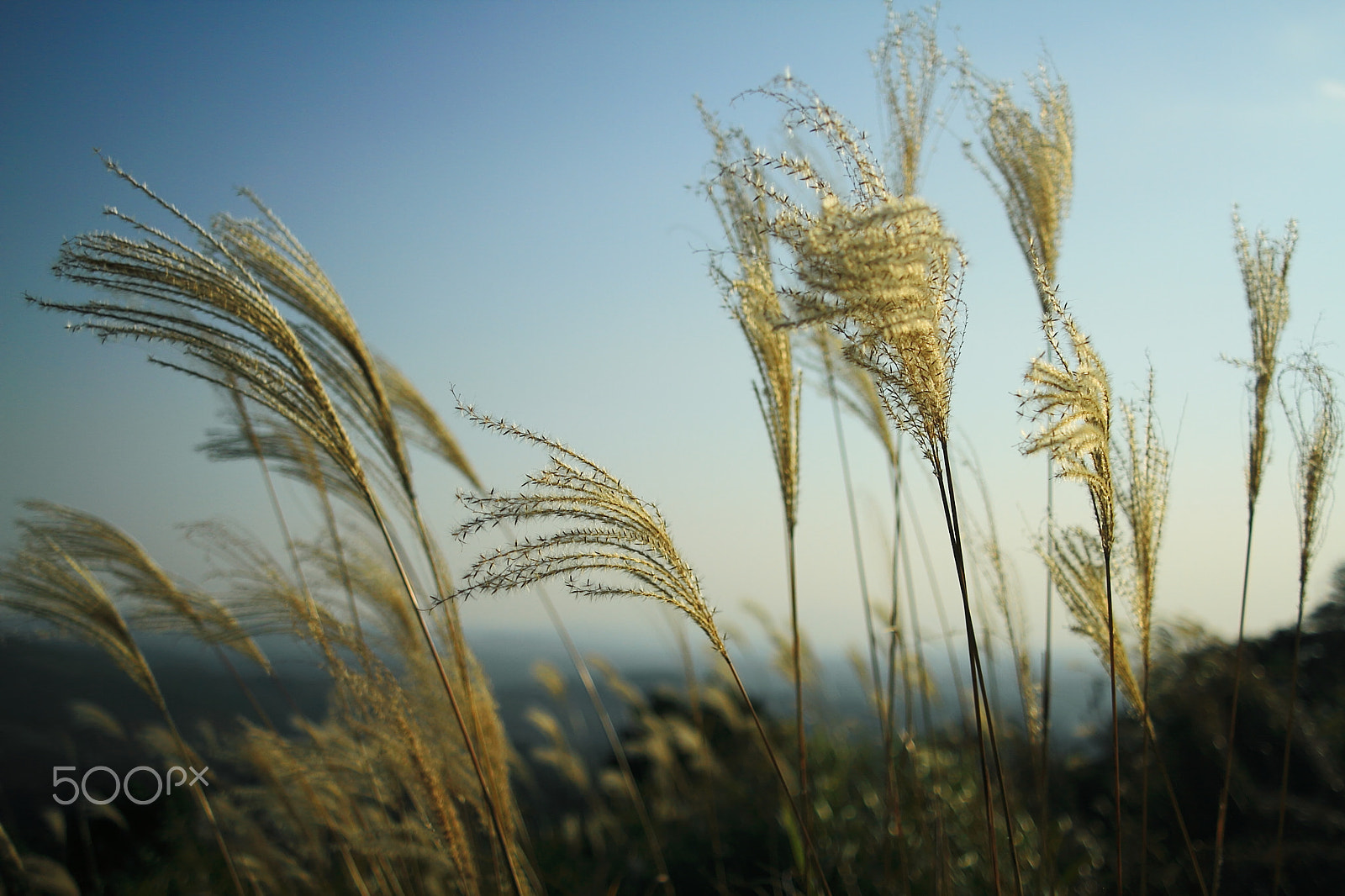 Canon EOS 7D + Canon EF 50mm F1.8 II sample photo. Pampas grass photography