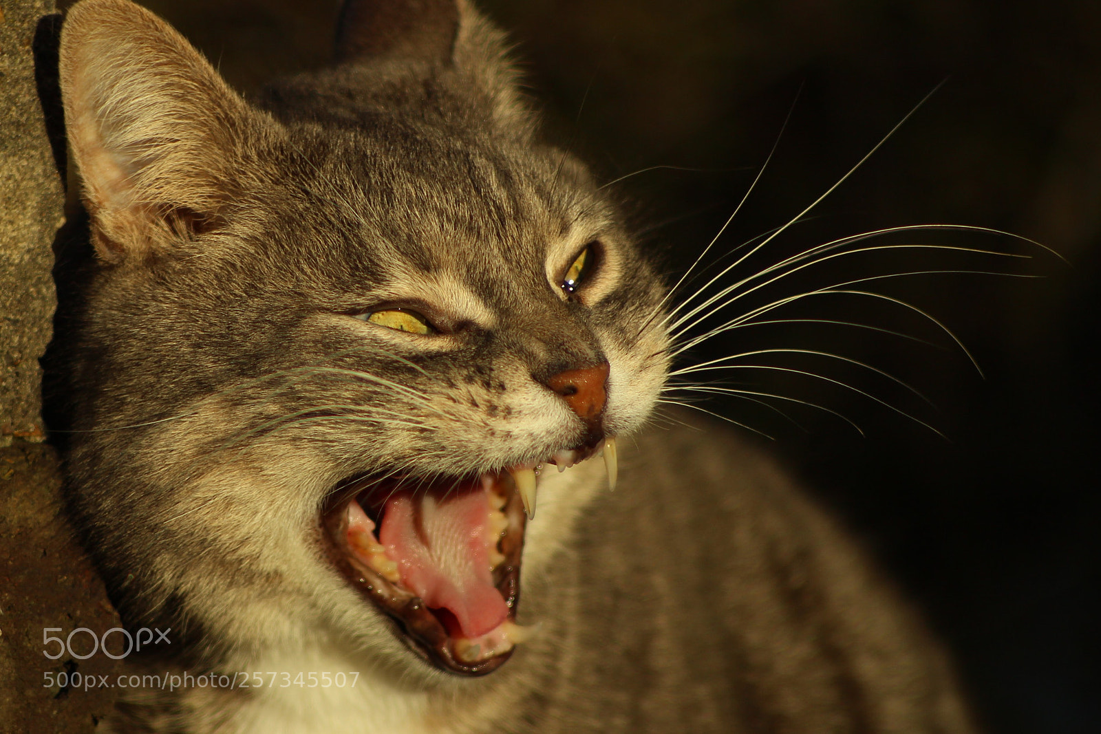 Canon EOS 600D (Rebel EOS T3i / EOS Kiss X5) sample photo. Belgian tiger photography
