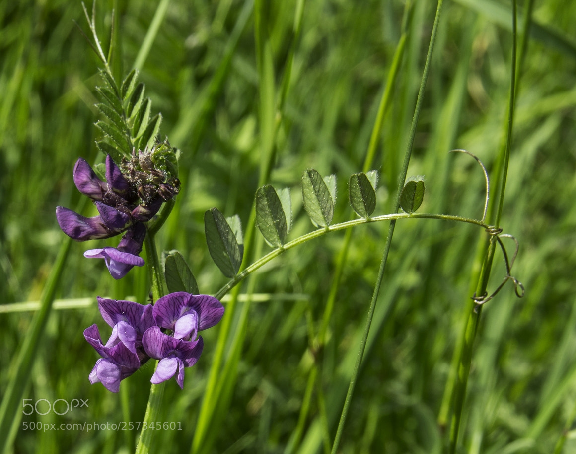 Canon EOS 1200D (EOS Rebel T5 / EOS Kiss X70 / EOS Hi) sample photo. Vicia sepium photography