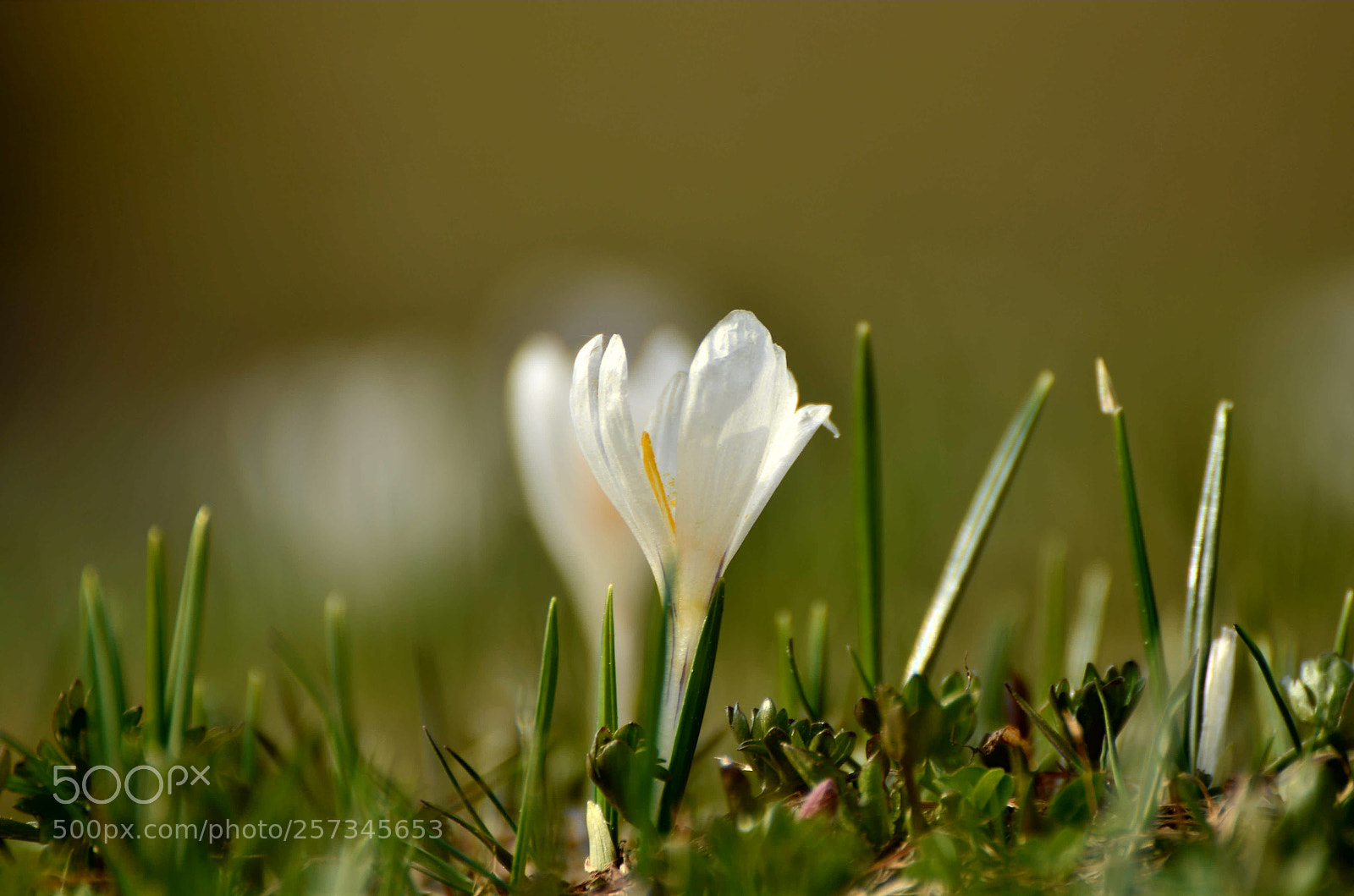 Nikon D7000 sample photo. Es gibt nur eine photography