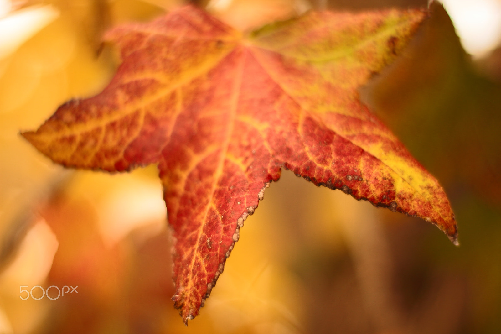 Canon EOS 7D + Canon EF 50mm F1.8 II sample photo. Maple photography