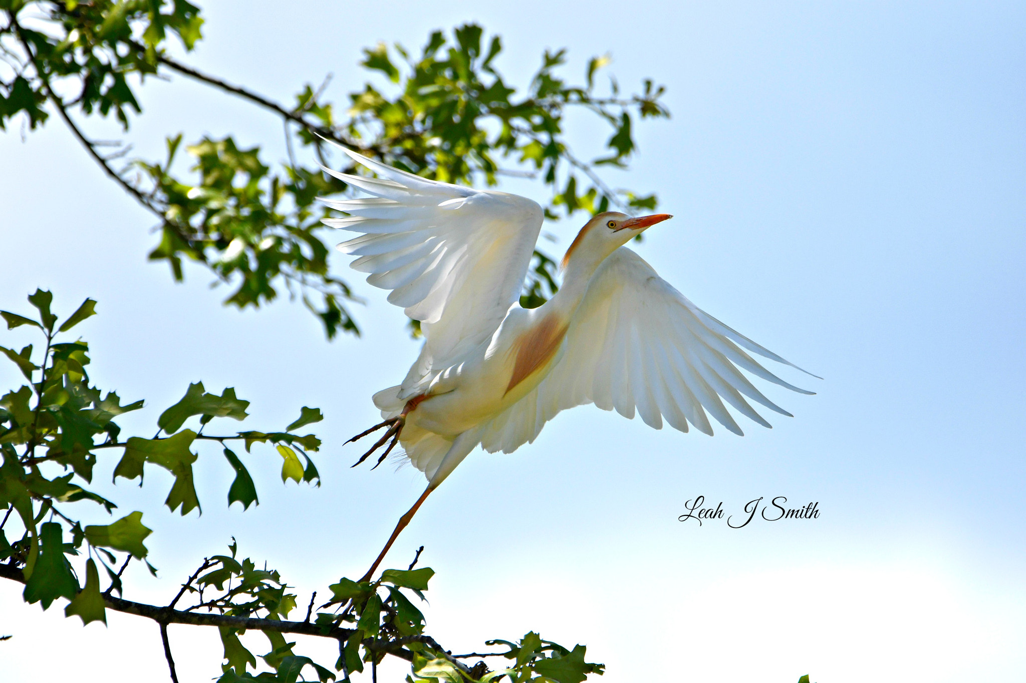 Nikon D500 sample photo. Western cattle egret photography