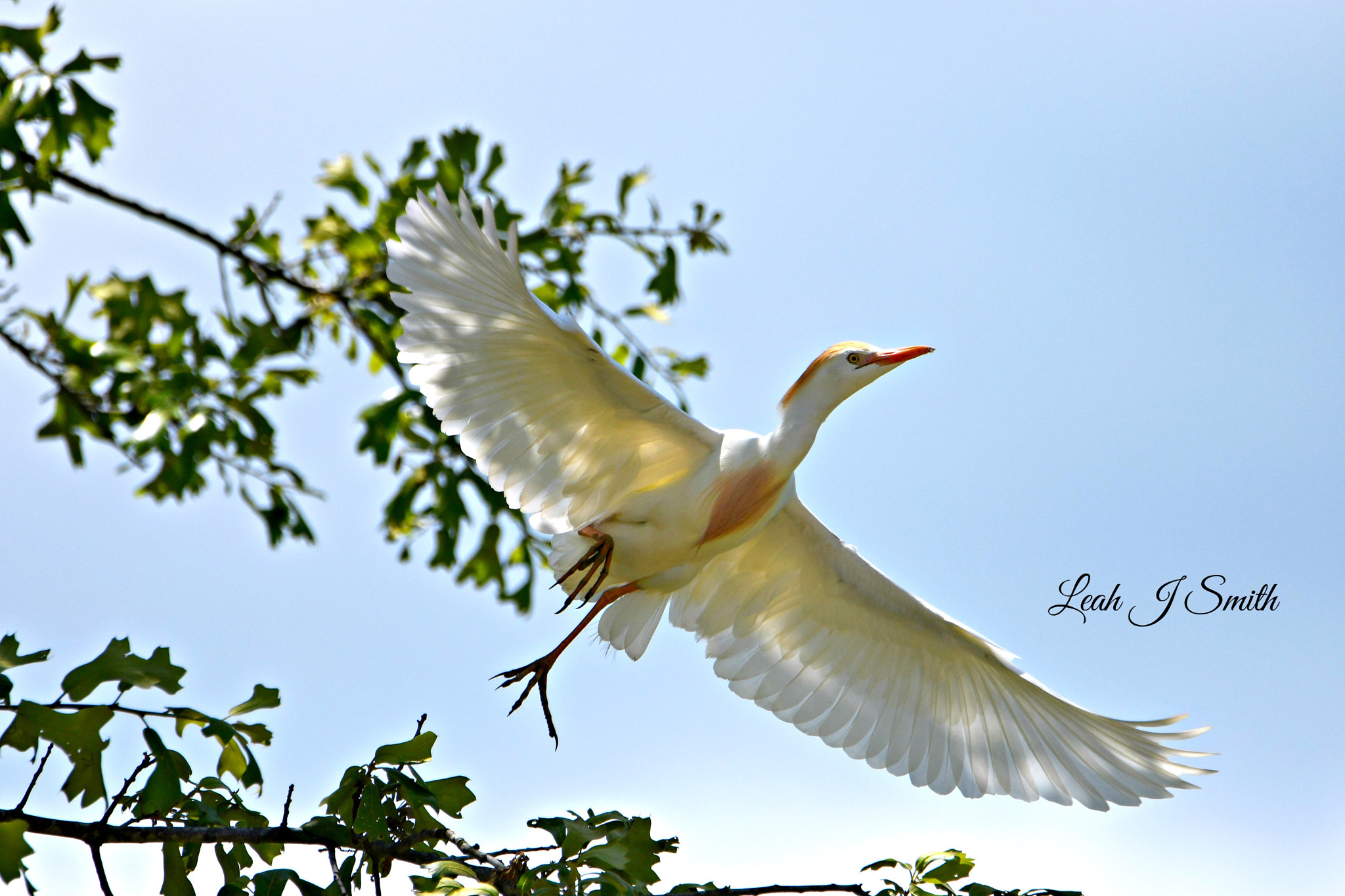 Nikon D500 sample photo. Western cattle egret photography