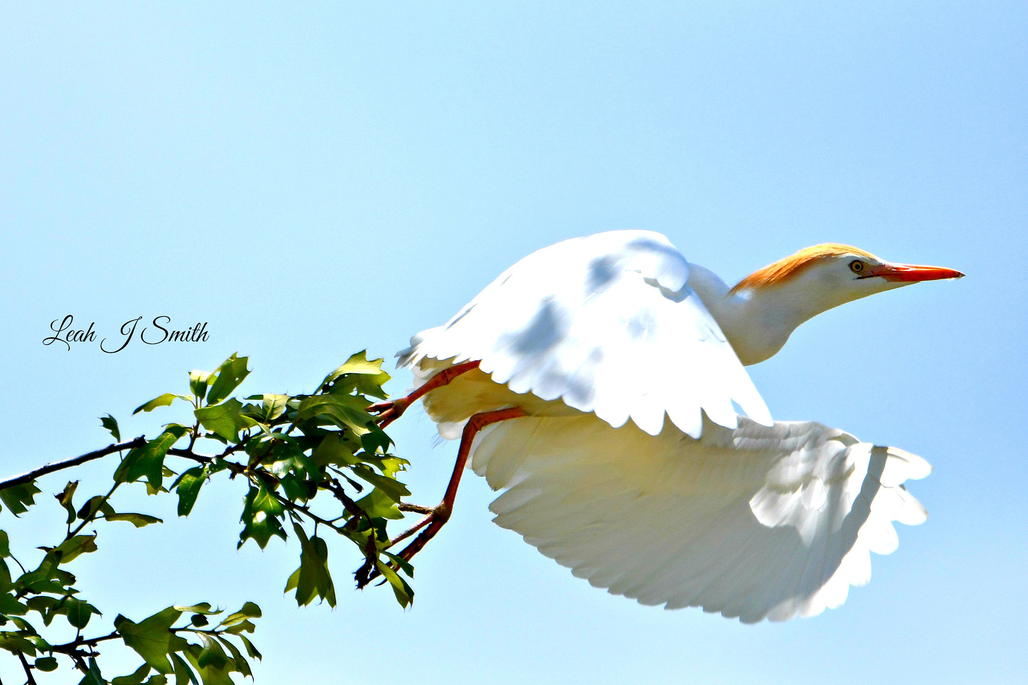 Nikon D500 sample photo. Western cattle egret photography