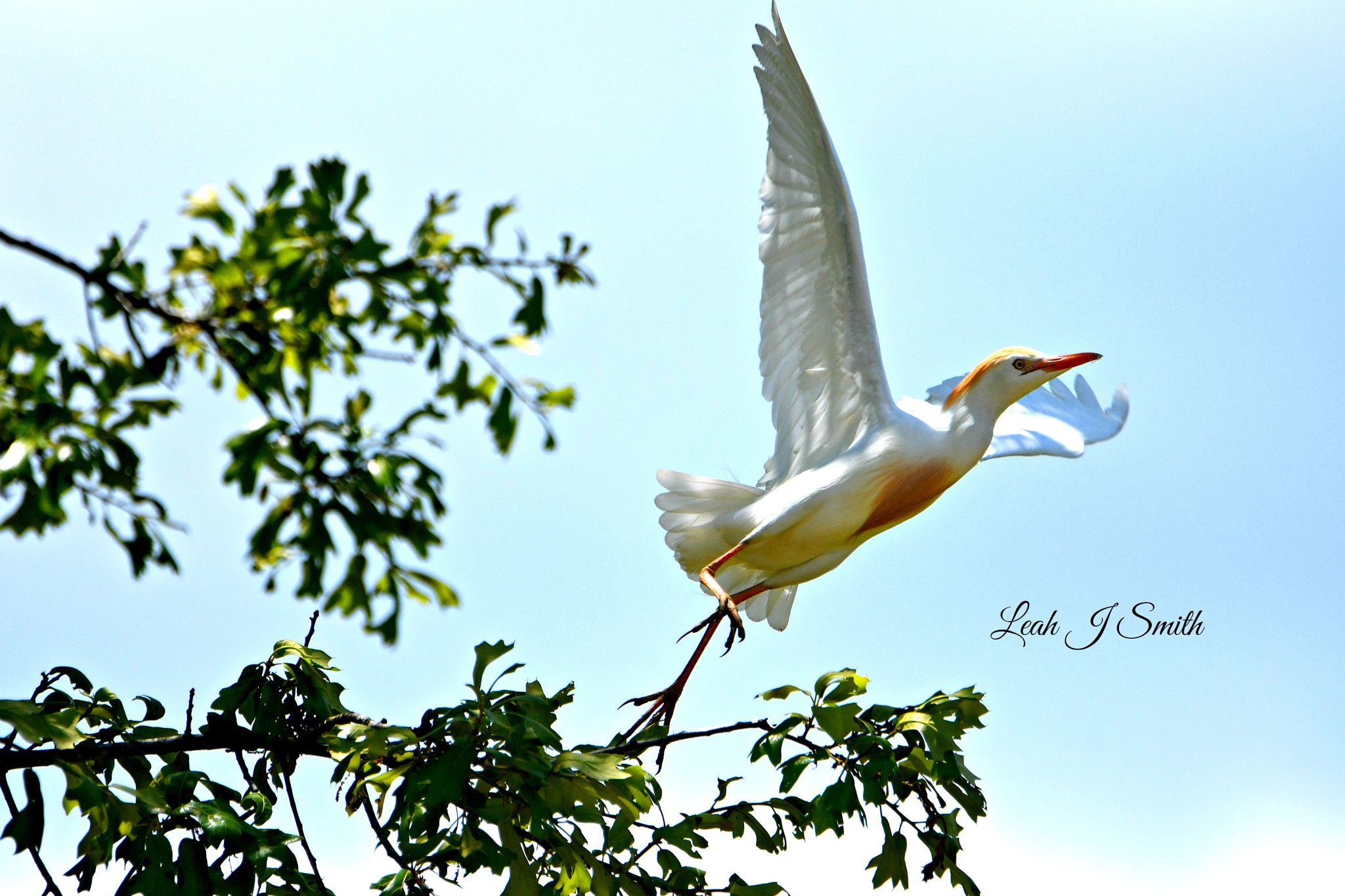 Nikon D500 sample photo. Western cattle egret photography