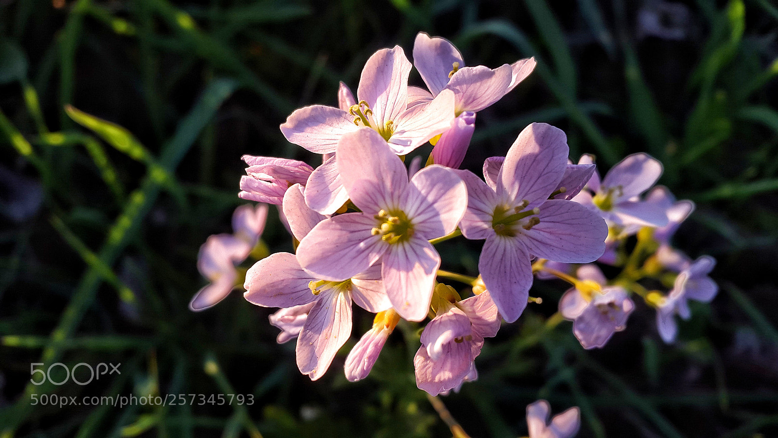 Samsung Galaxy Alpha sample photo. Pink flowers photography