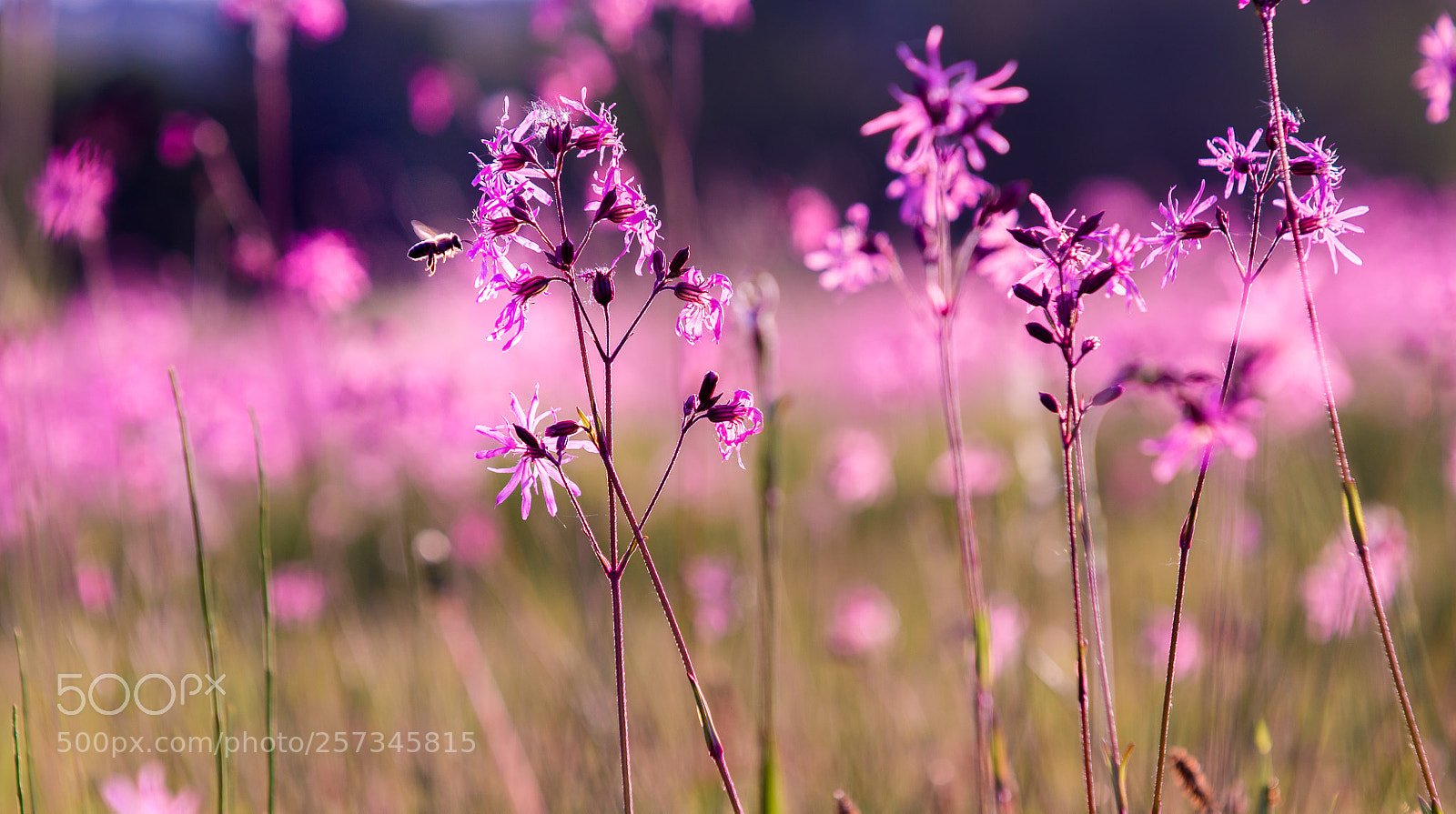 Sony a7S sample photo. Bee and flowers photography
