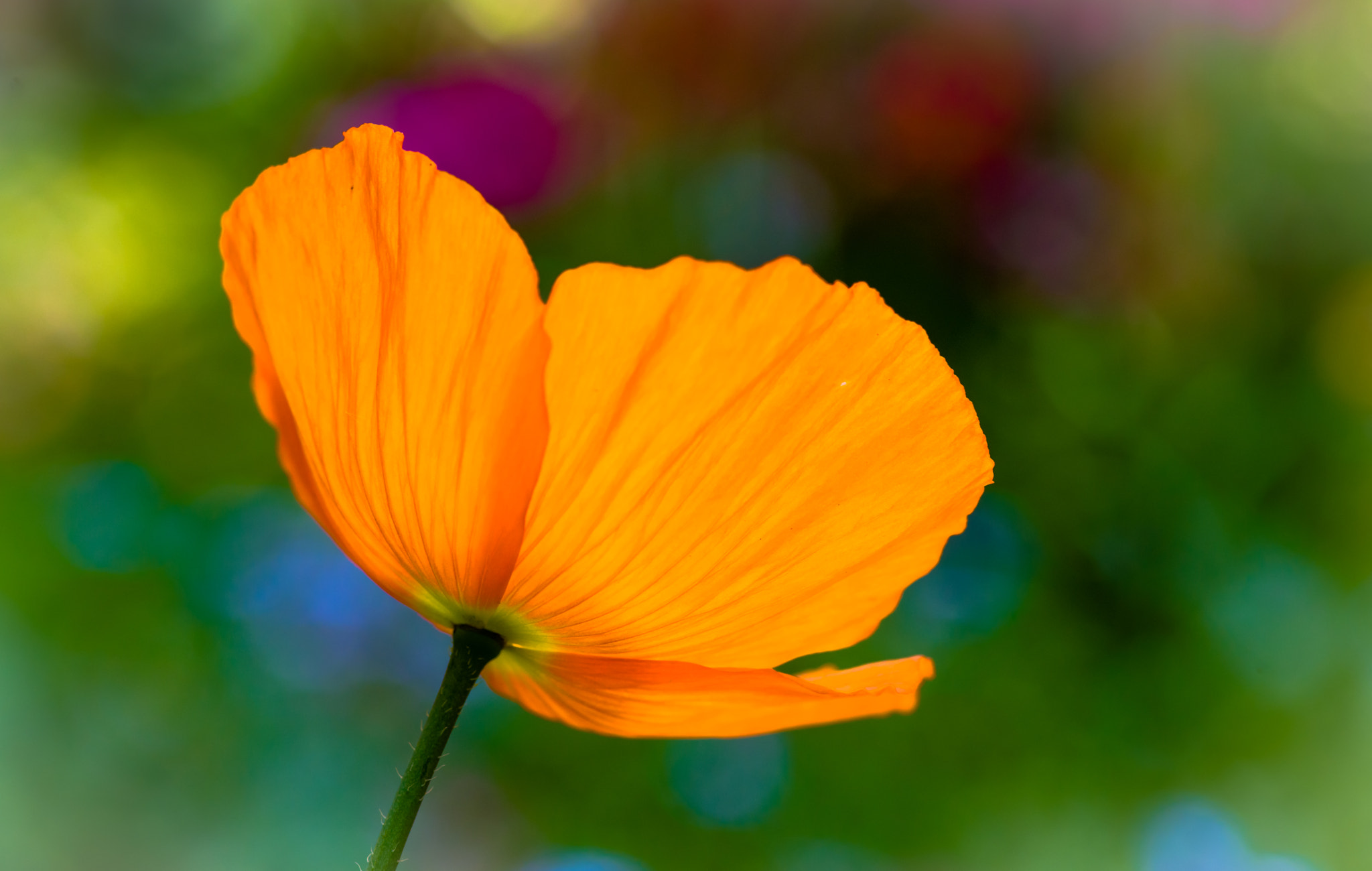 Pentax K-1 Mark II sample photo. Orange flower photography