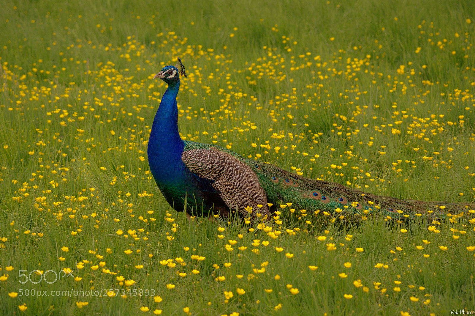 Nikon D3100 sample photo. Peafowl photography