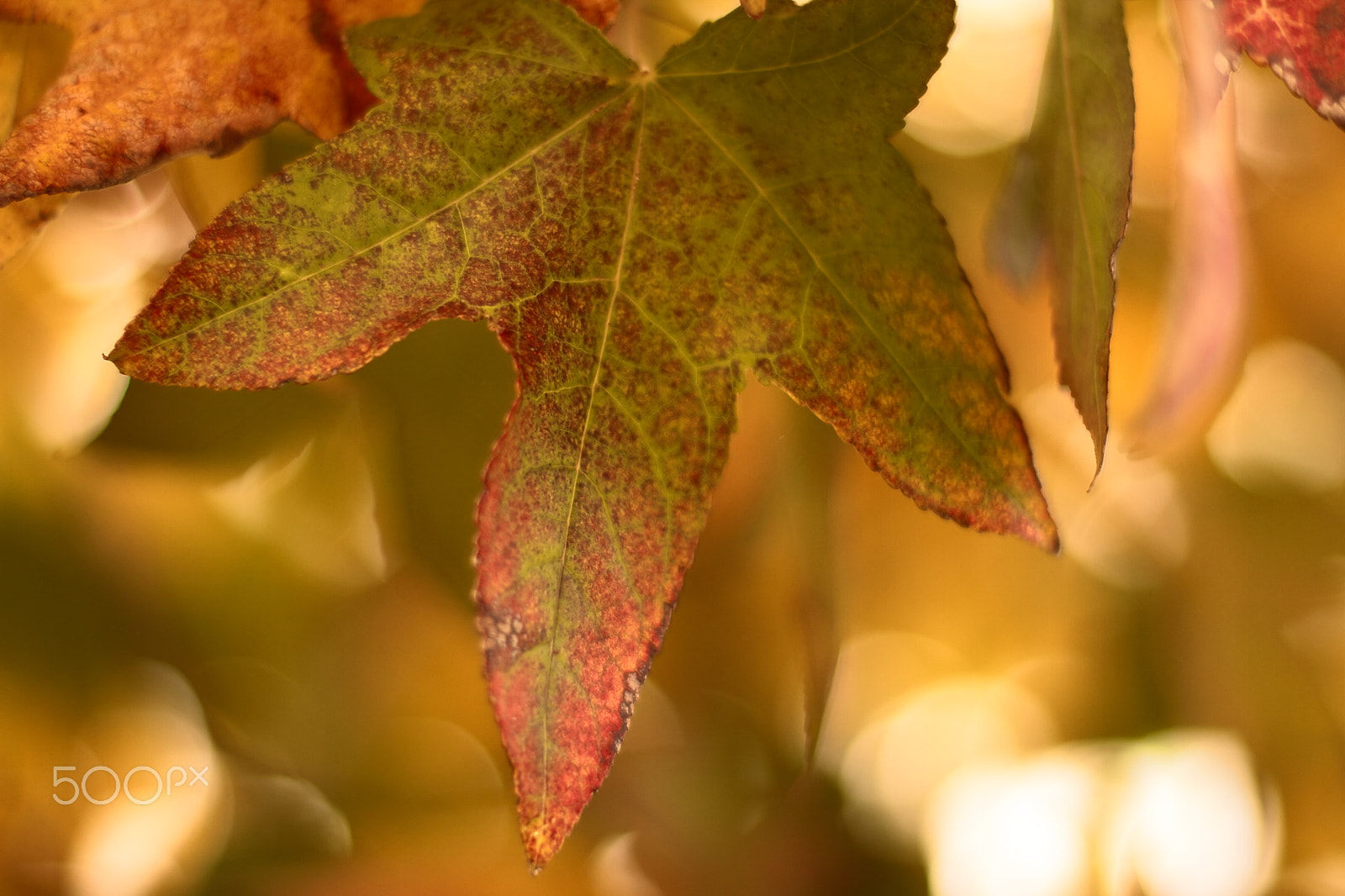 Canon EOS 7D + Canon EF 50mm F1.8 II sample photo. Maple photography