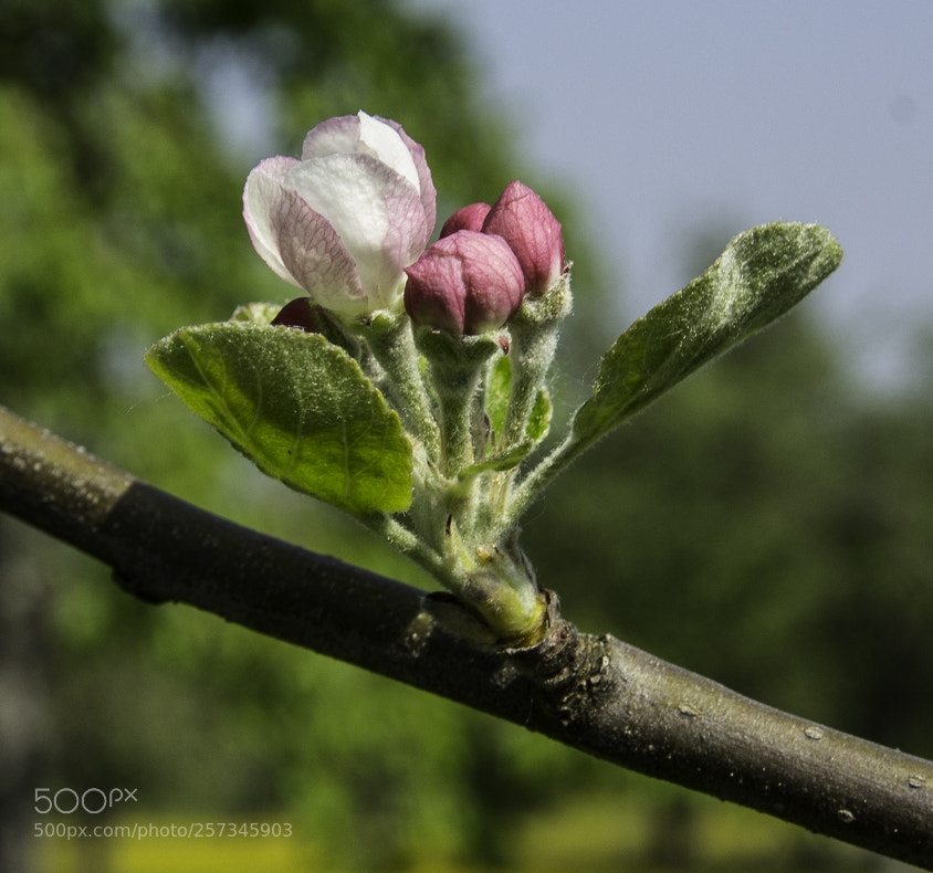 Canon EOS 1200D (EOS Rebel T5 / EOS Kiss X70 / EOS Hi) sample photo. Blossom of an apple photography